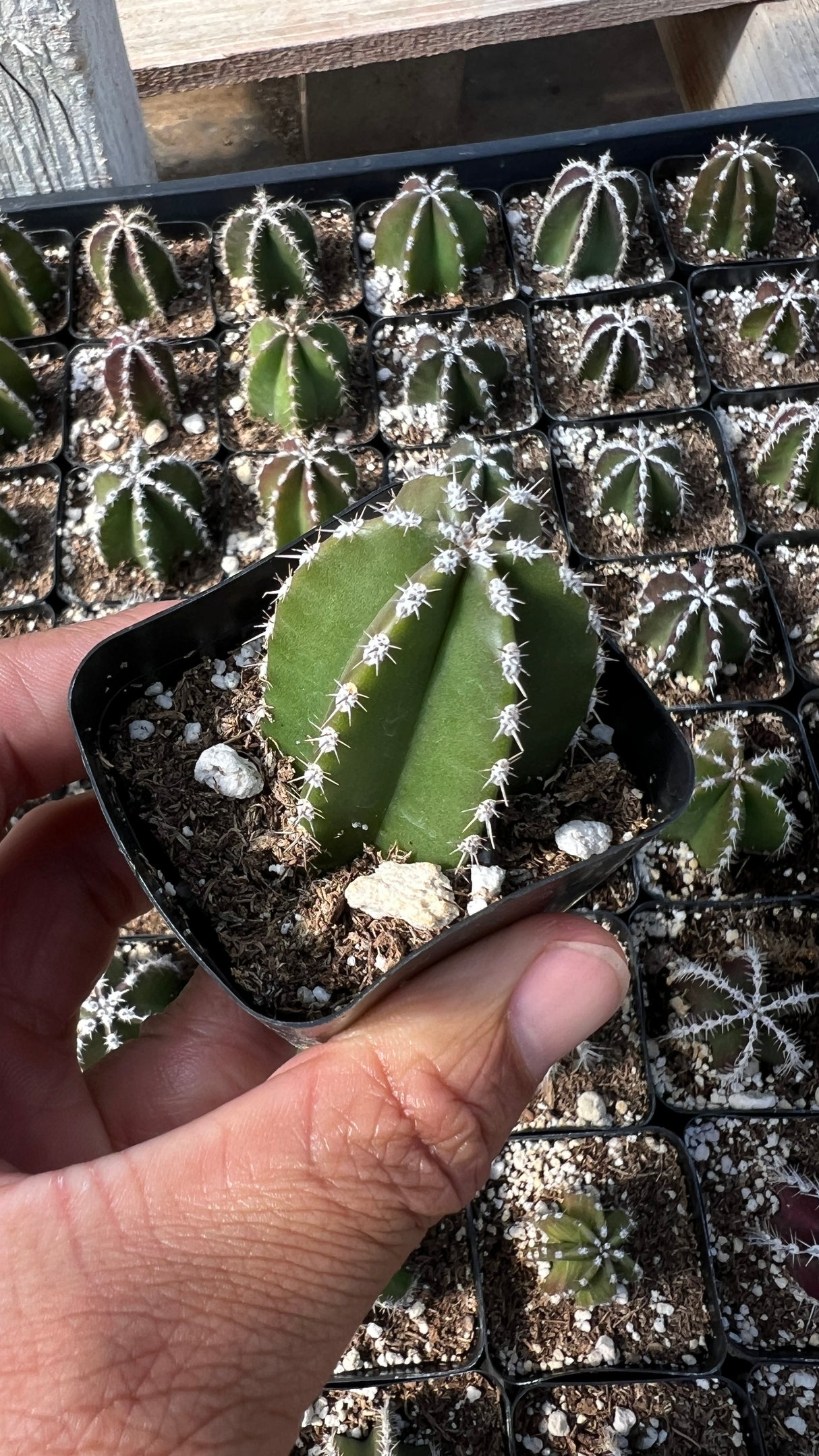 64-Pack 2” Mexican Fence Post Cactus - Pachycereus marginatus