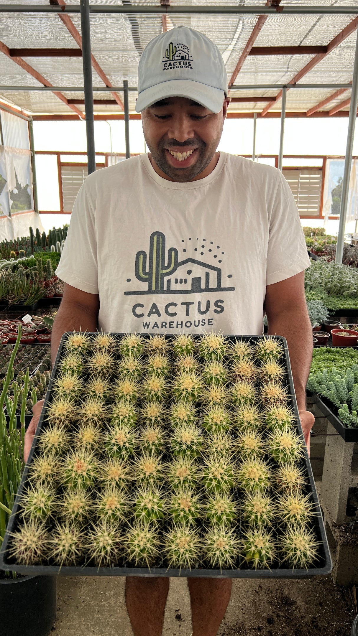 64-Pack 2” Golden Barrel Cactus - Echinocactus grusonii