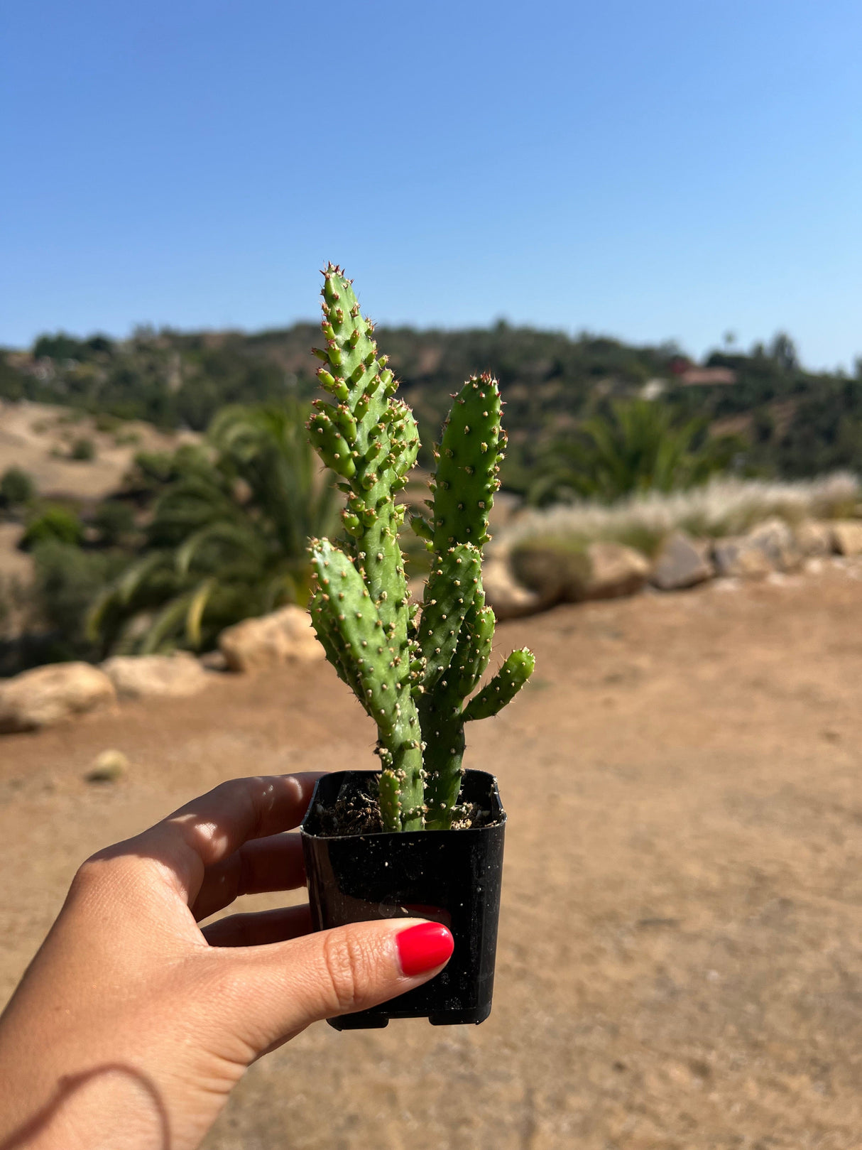 Drooping Prickly Pear Cactus - Opuntia Monacantha