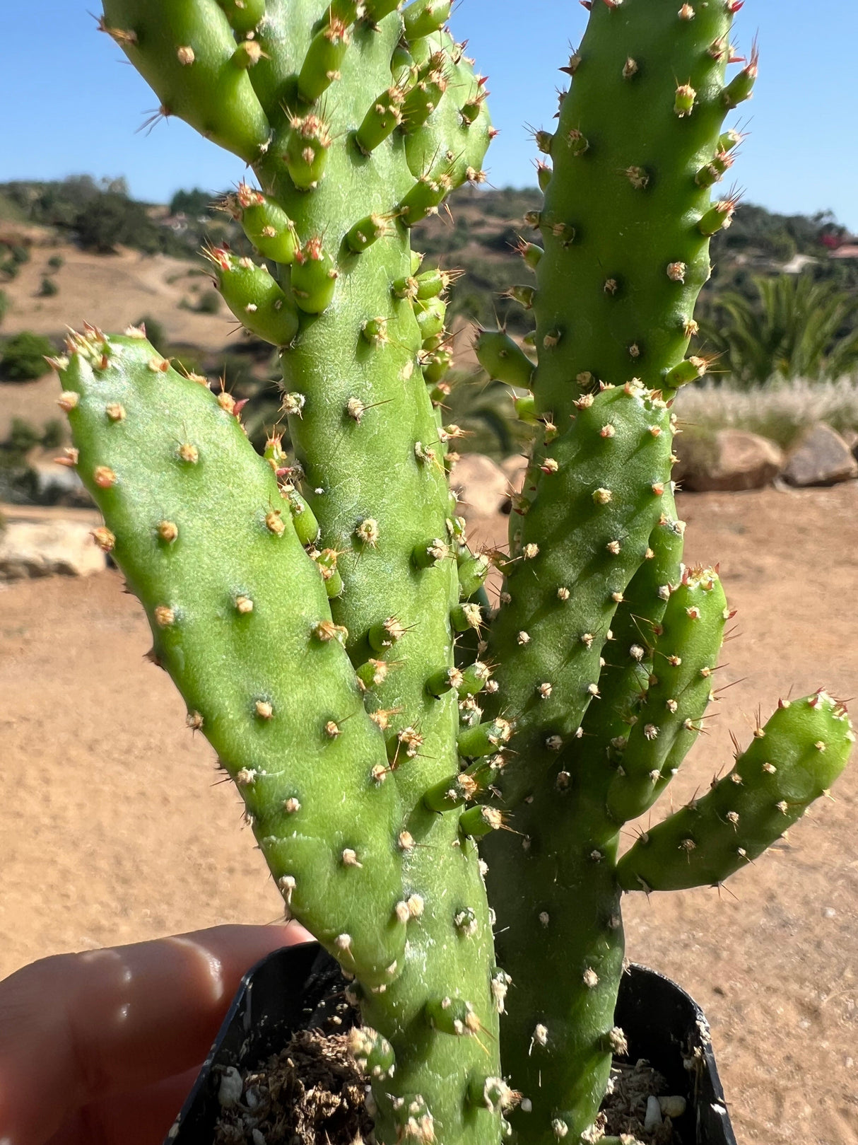 Drooping Prickly Pear Cactus - Opuntia Monacantha