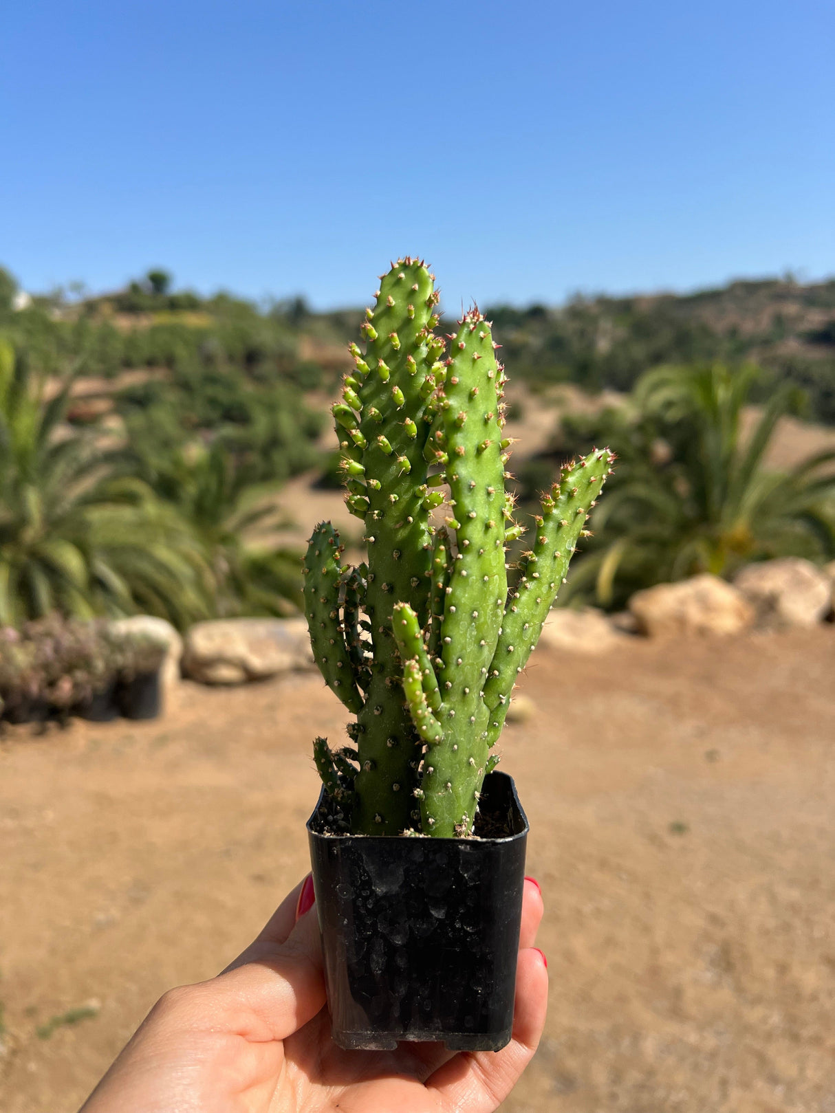 Drooping Prickly Pear Cactus - Opuntia Monacantha