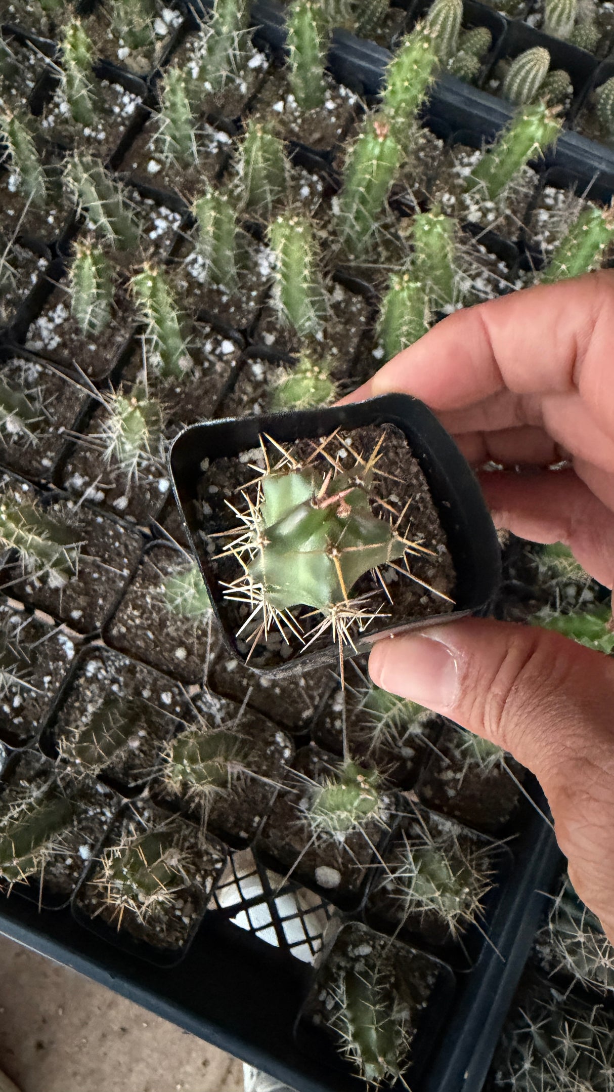 64-Pack 2” Ladyfinger Cactus - Echinocereus pentalophus