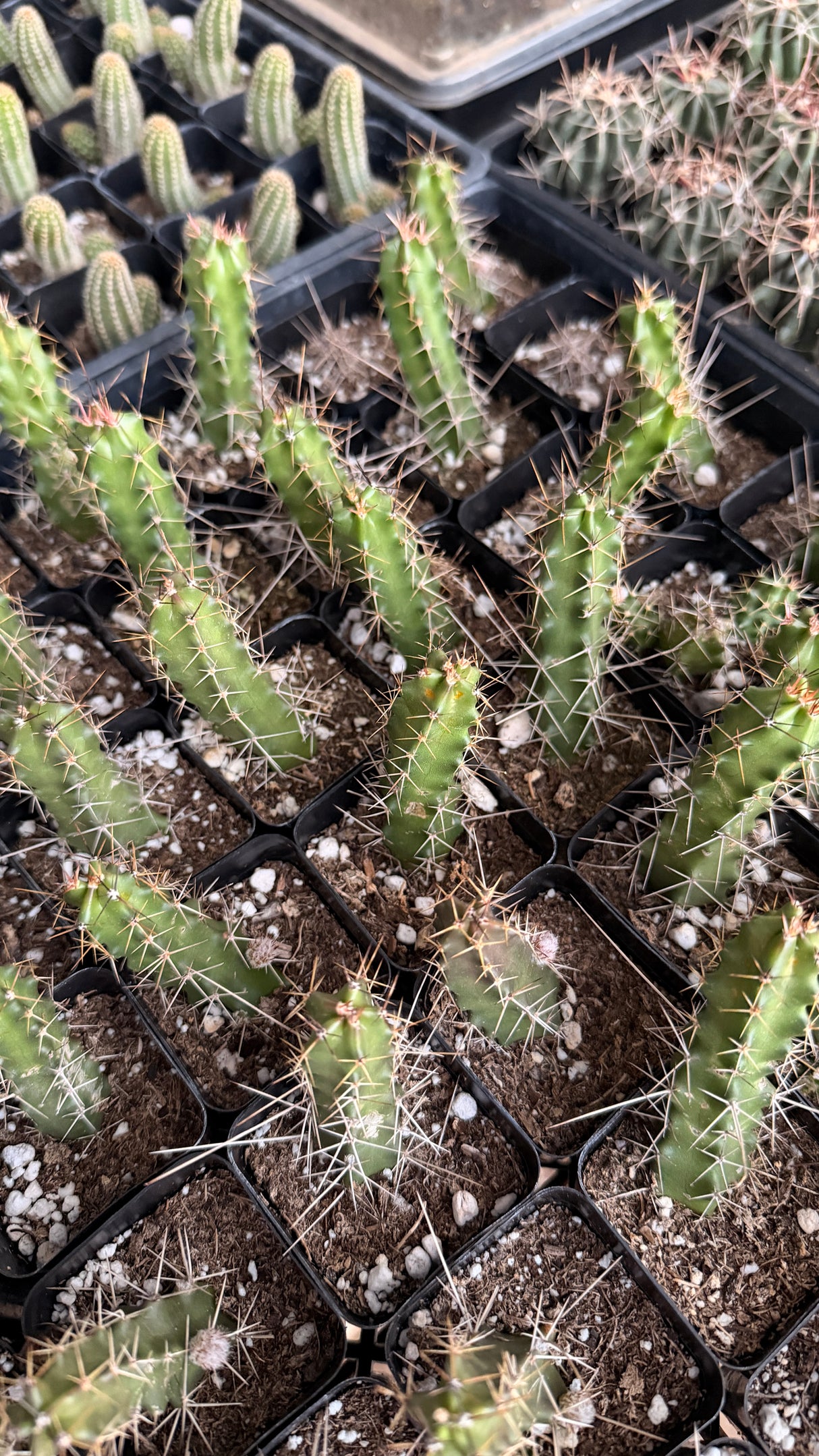 64-Pack 2” Ladyfinger Cactus - Echinocereus pentalophus