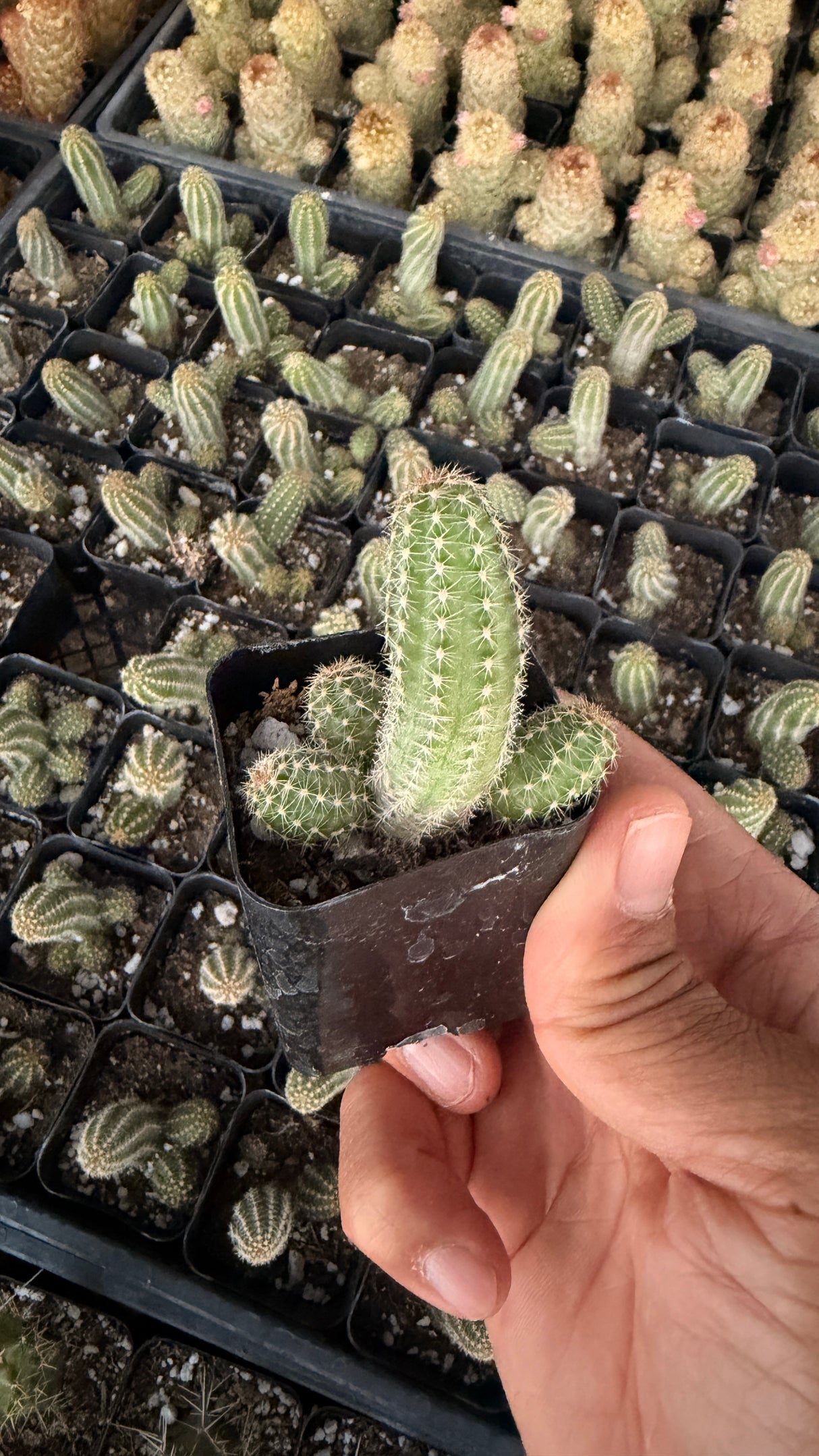 64-Pack 2” Peanut Cactus - Echinopsis chamaecereus