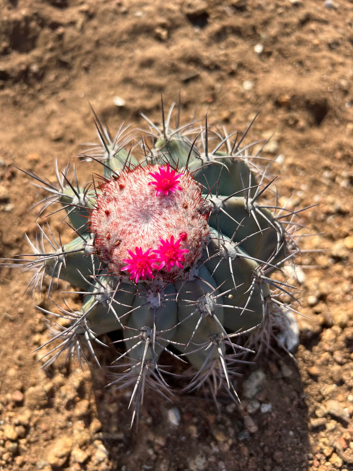 Turk's Cap Cactus - Melocactus azureus