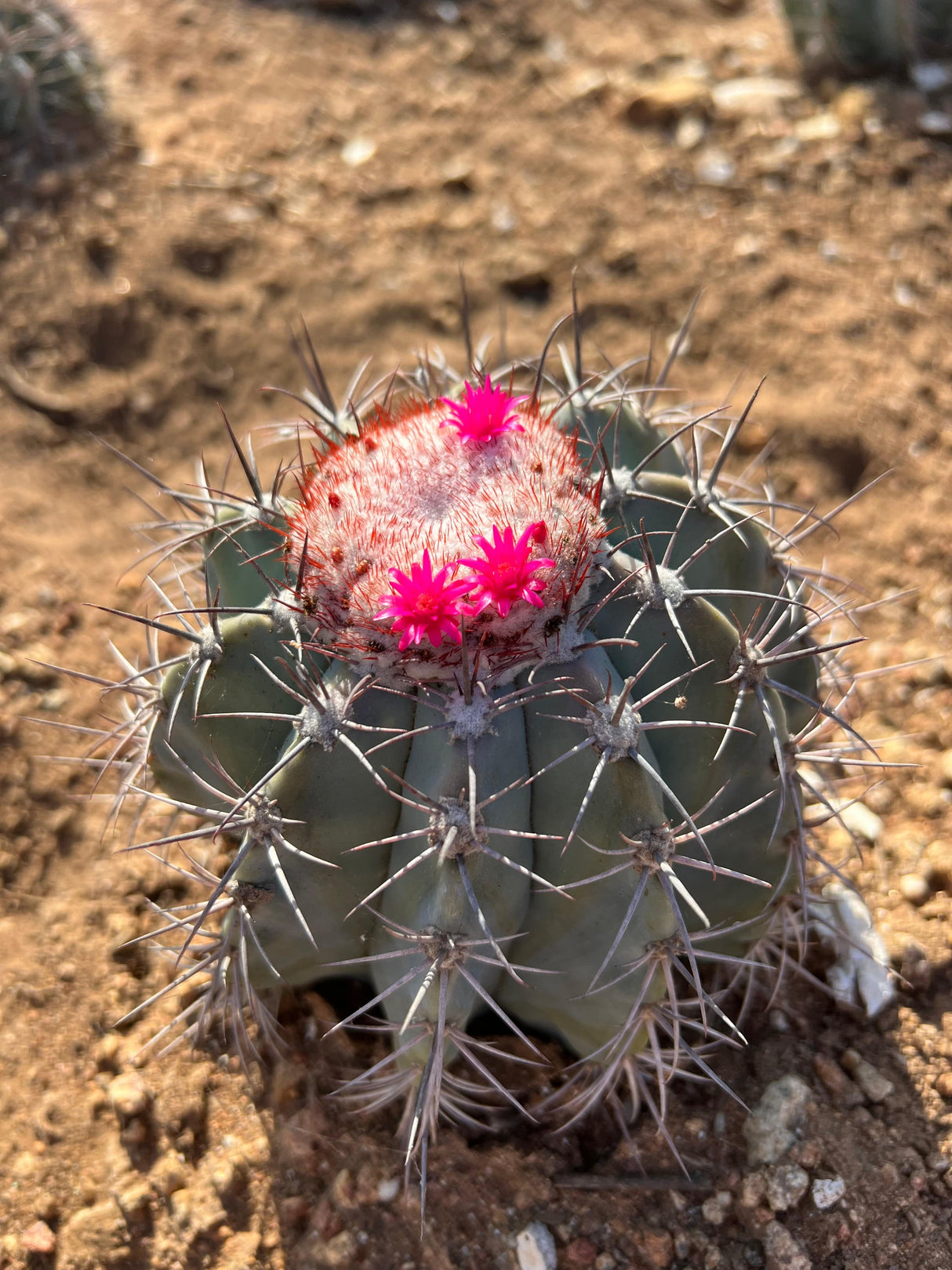 Turk's Cap Cactus - Melocactus azureus