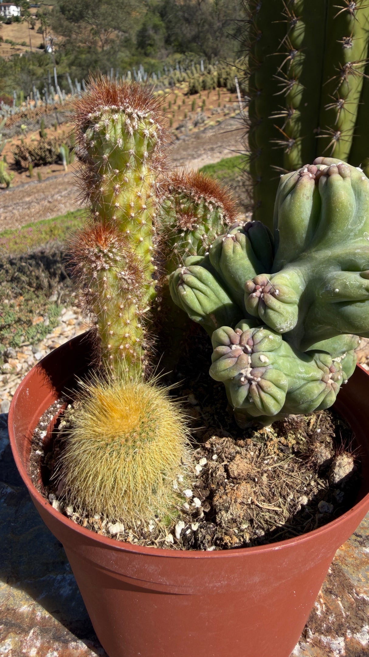 6" Cactus Variety Pot - (3 Cacti Mixed)
