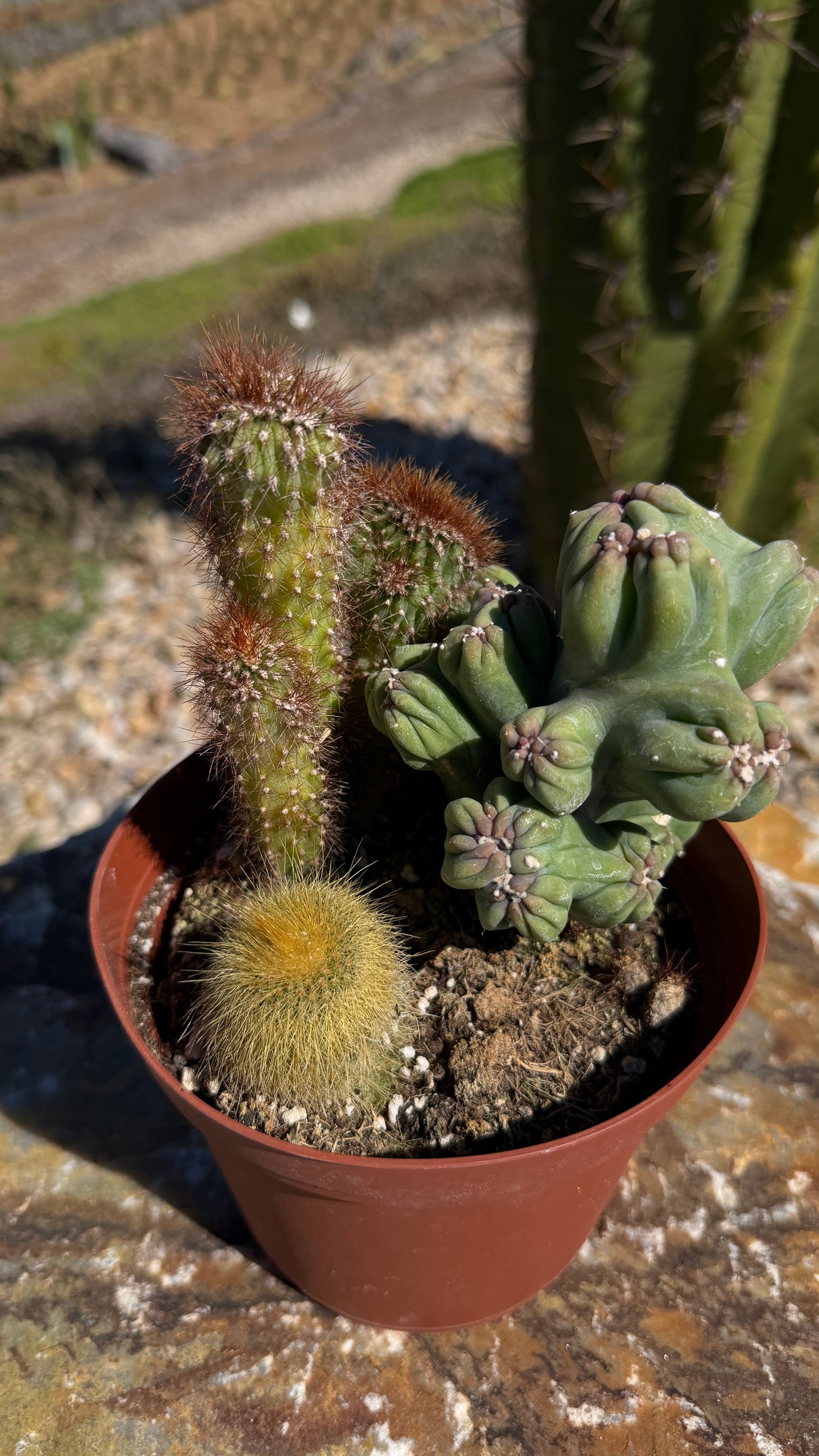 6" Cactus Variety Pot - (3 Cacti Mixed)