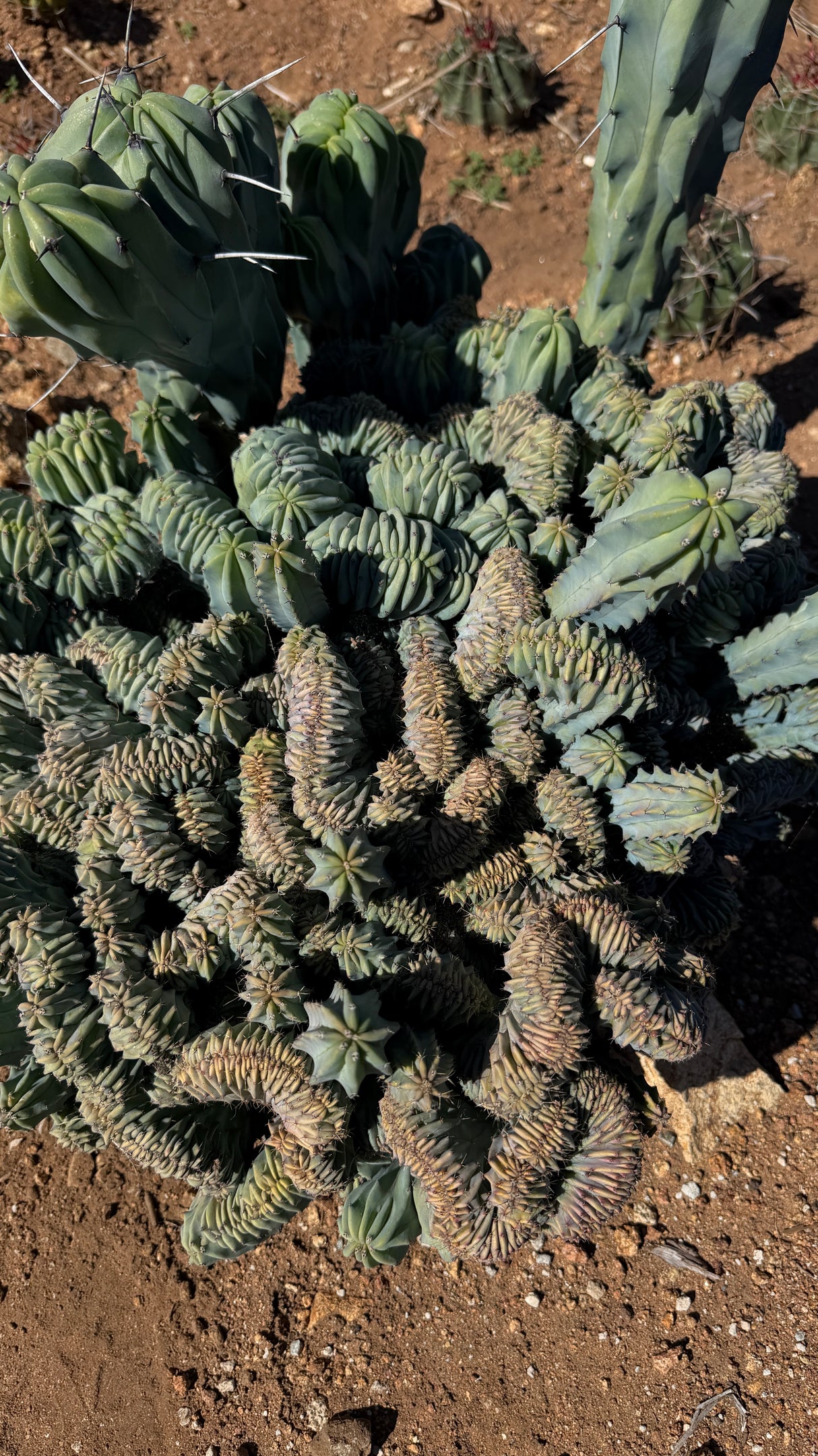 Crested Myrtillocactus - (Myrtillocactus geometrizans var. crested)