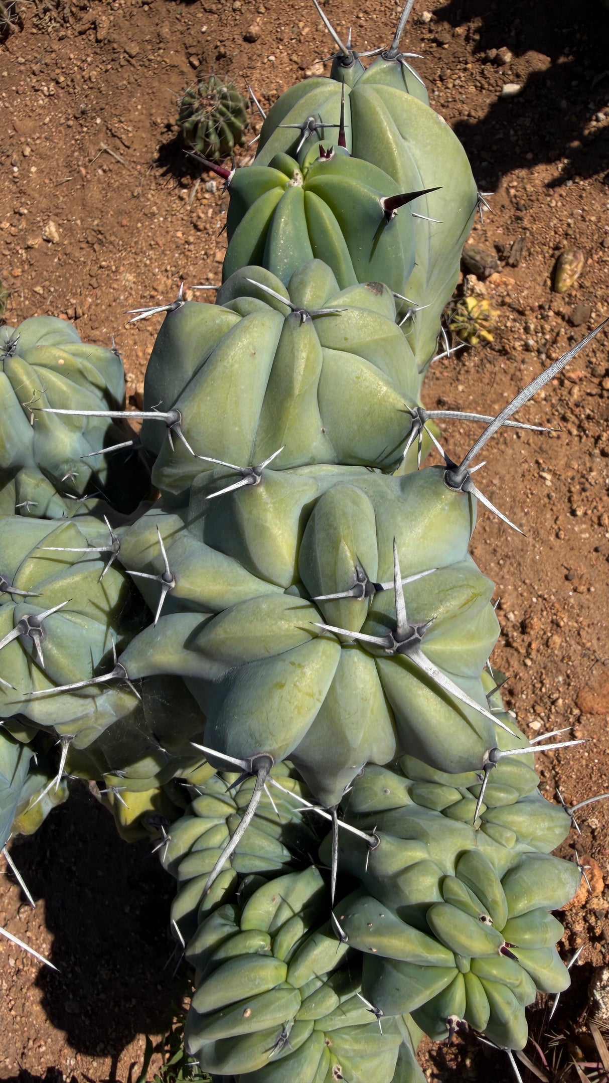 Crested Blue Candle Cactus - (Myrtillocactus geometrizans crested)