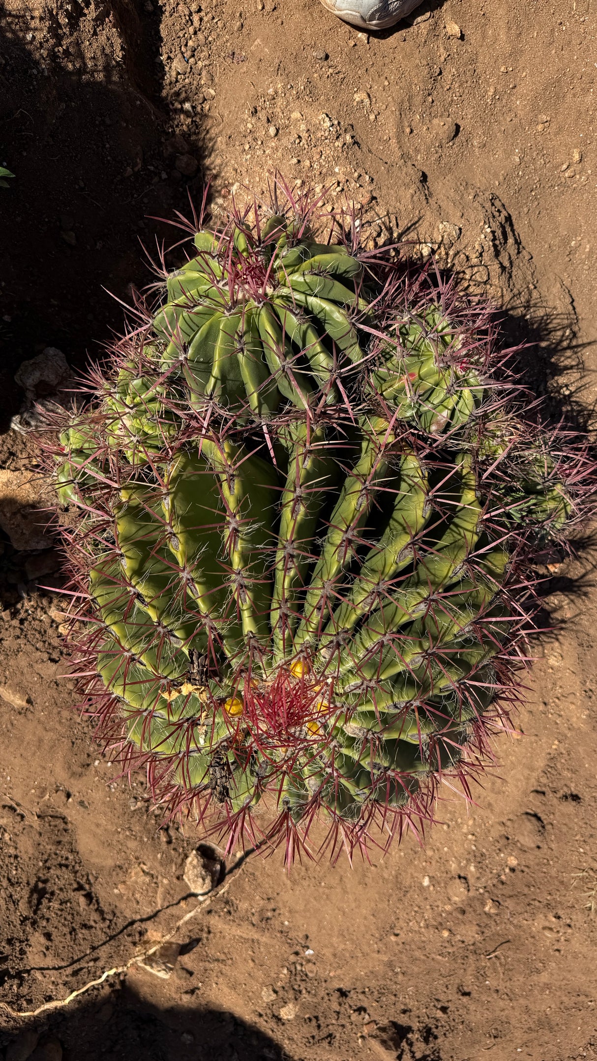 Mexican Lime Cluster - Ferocactus pilosus