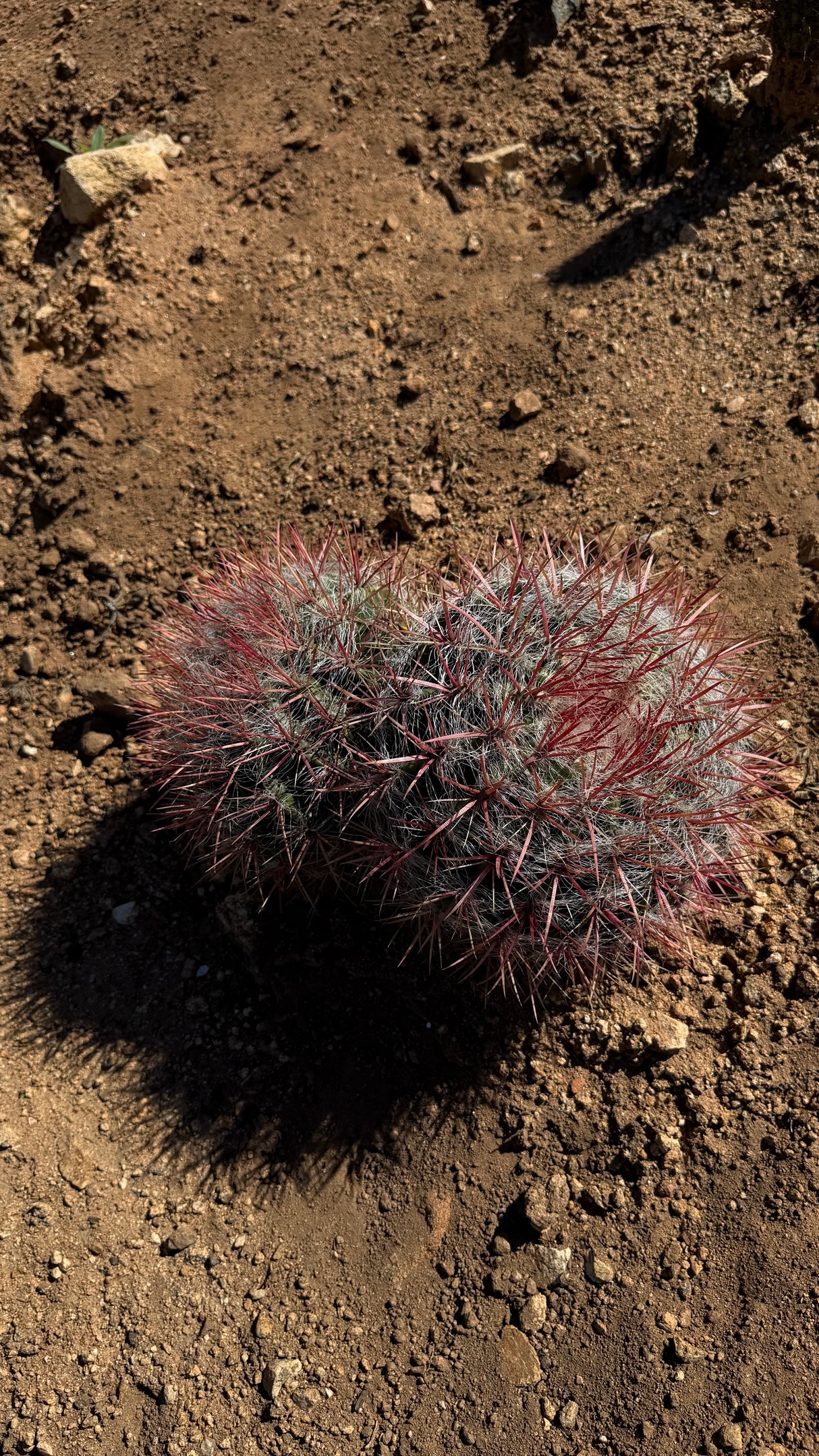Red Barrel Cactus Cluster - (Ferocactus sp.)