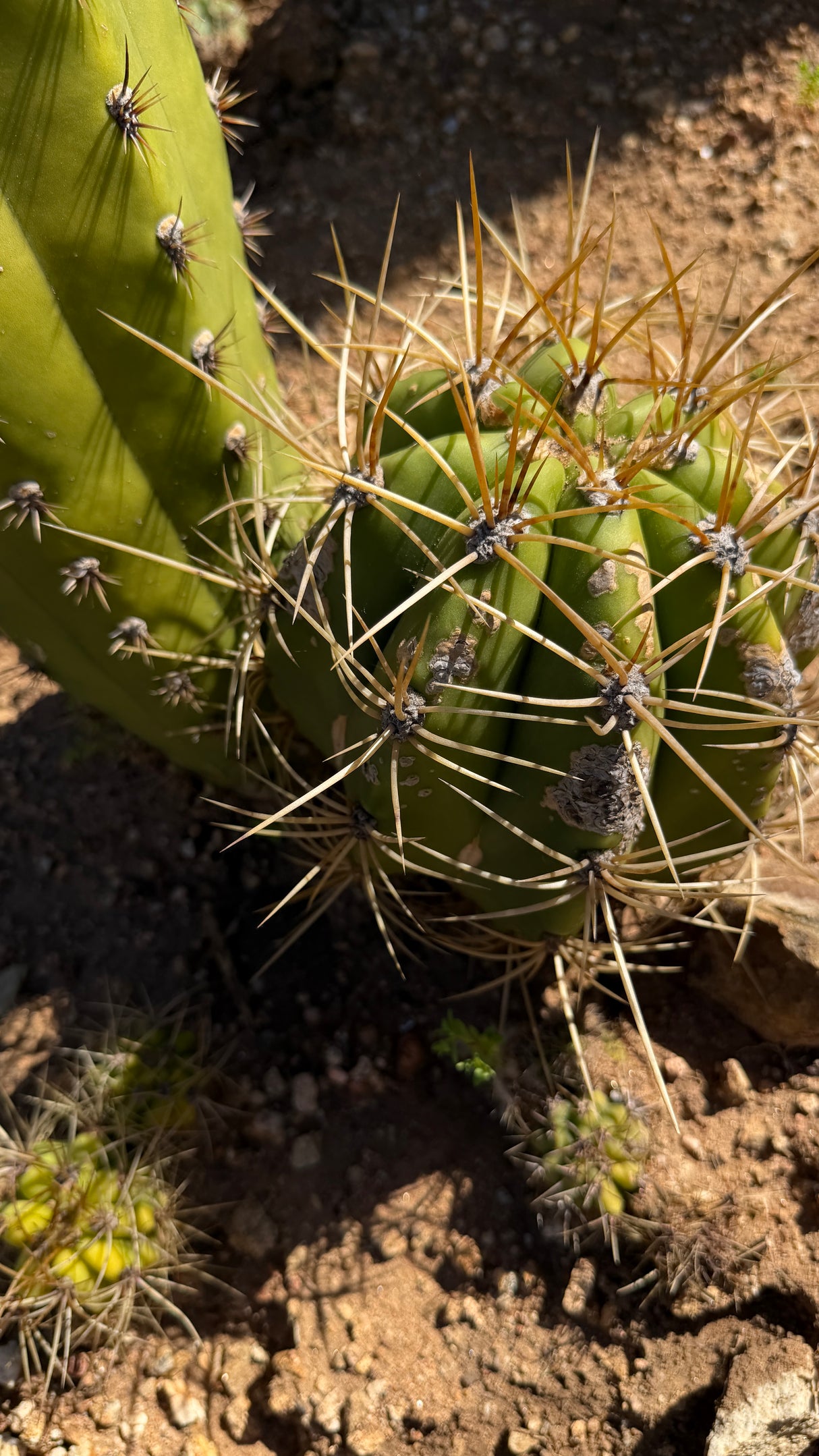 Trichocereus - Echinopsis hybrid