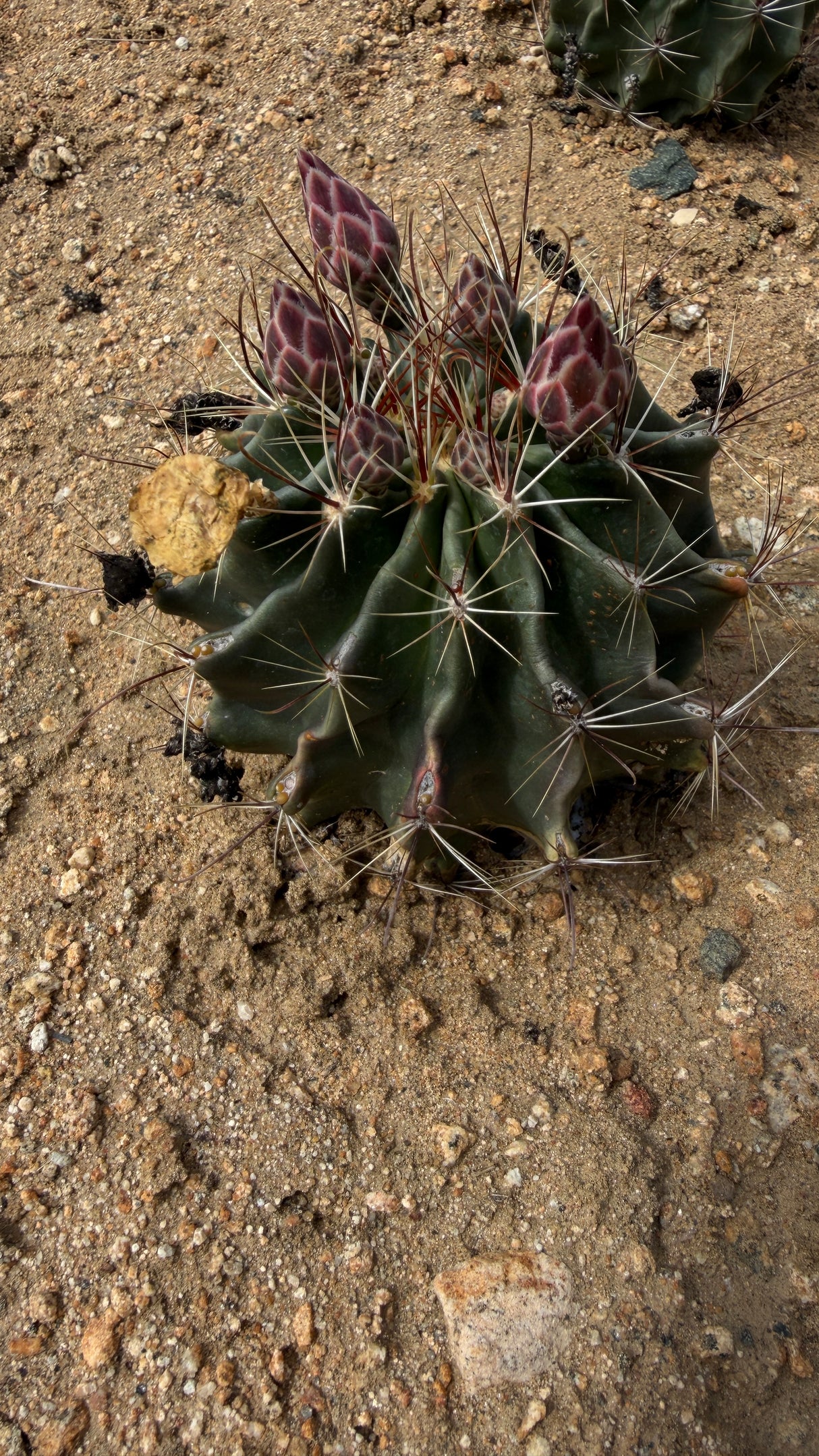 Thelocactus setispinus - Miniature Barrel Cactus