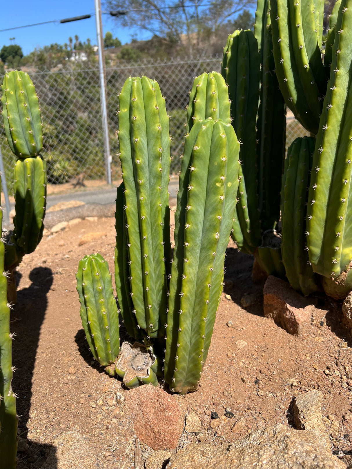 San Pedro Cactus Stand (3-5 Branches) - Echinopsis Pachanoi