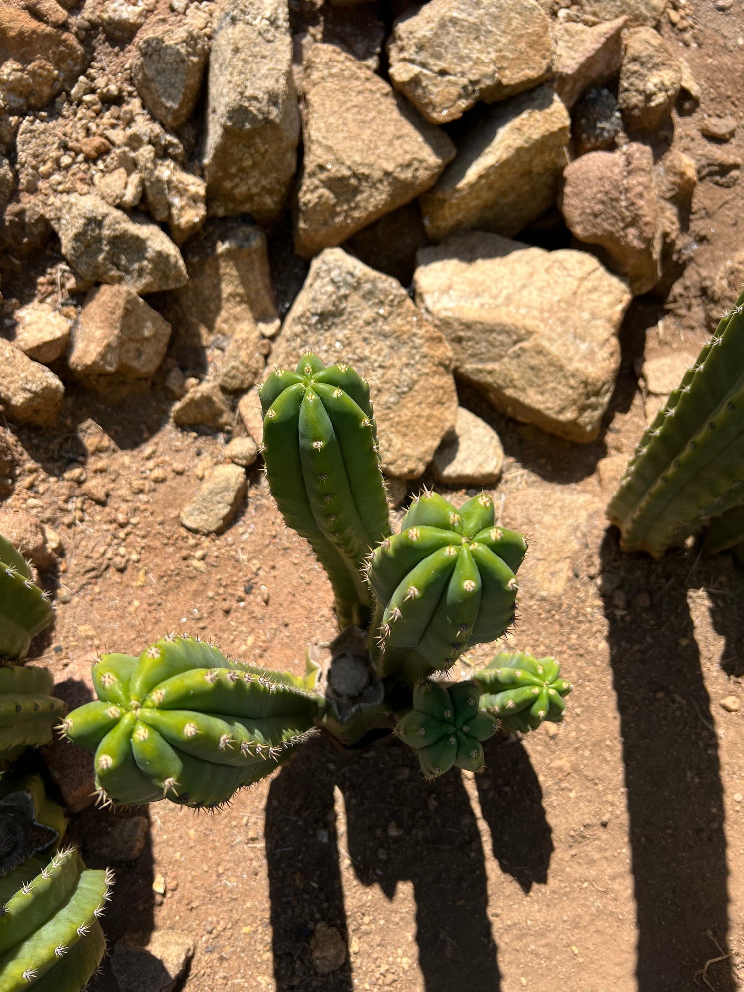 San Pedro Cactus Stand (3-5 Branches) - Echinopsis Pachanoi