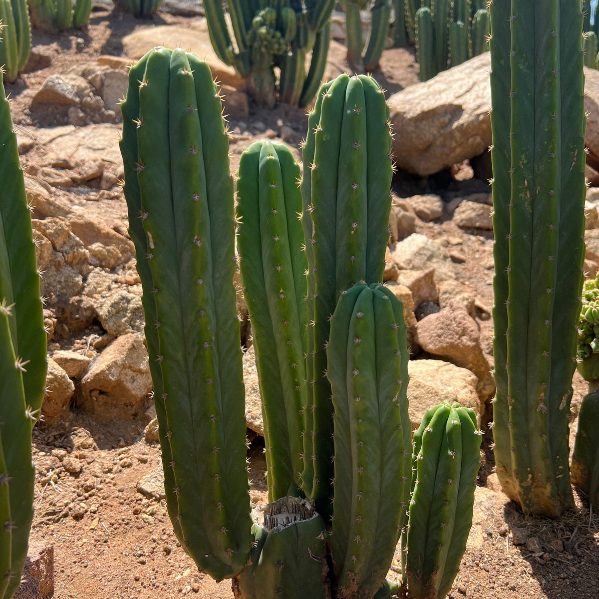 san pedro cactus san diego San Pedro Cactus Stand (3-5 Branches)