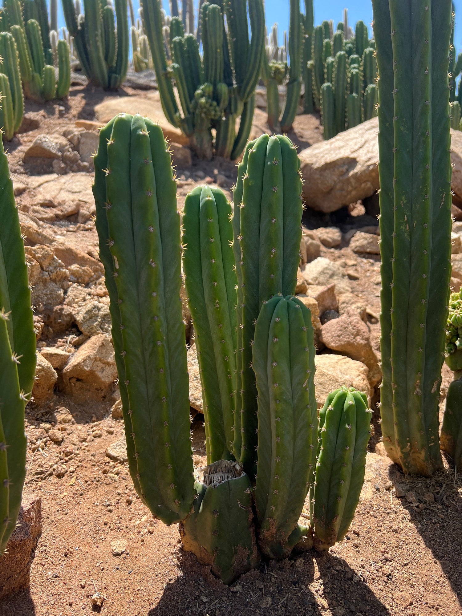 San Pedro Cactus Stand (3-5 Branches) - Echinopsis Pachanoi