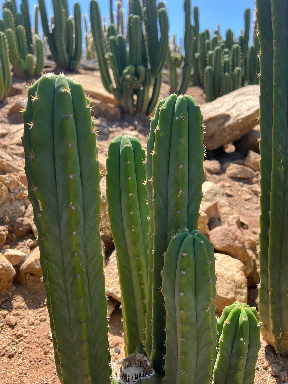 San Pedro Cactus Stand (3-5 Branches) - Echinopsis Pachanoi