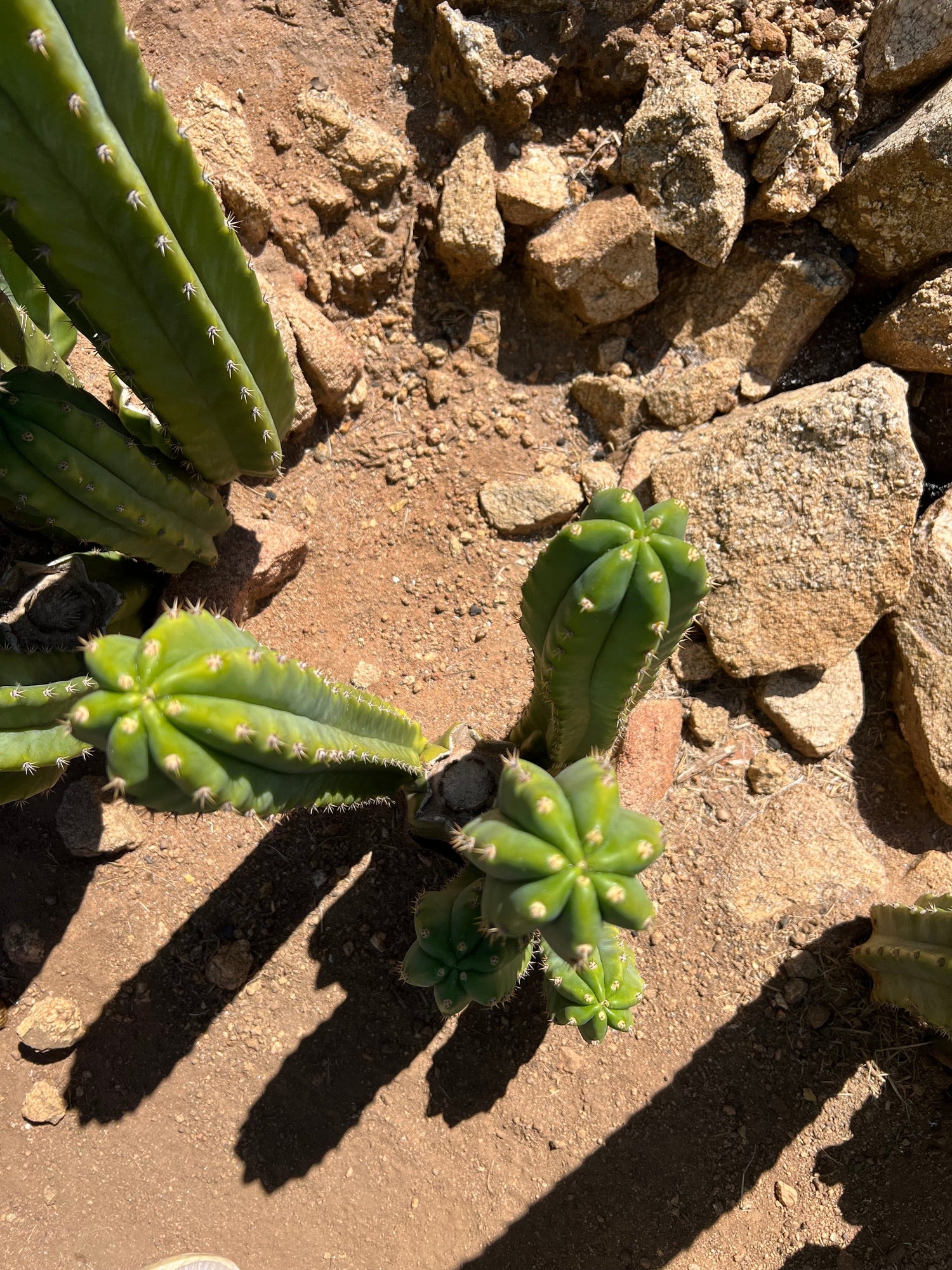 San Pedro Cactus Stand (3-5 Branches) - Echinopsis Pachanoi