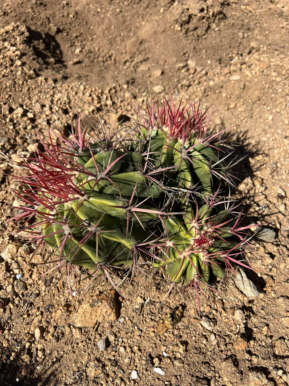 Mexican Lime Cactus 3-Barrel Cluster - Ferocactus pilosus