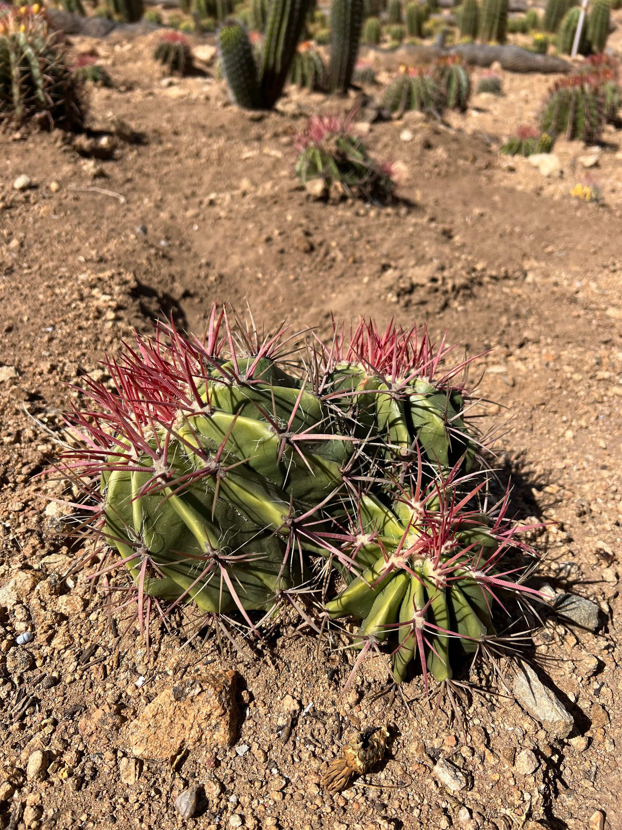 Mexican Lime Cactus 3-Barrel Cluster - Ferocactus pilosus