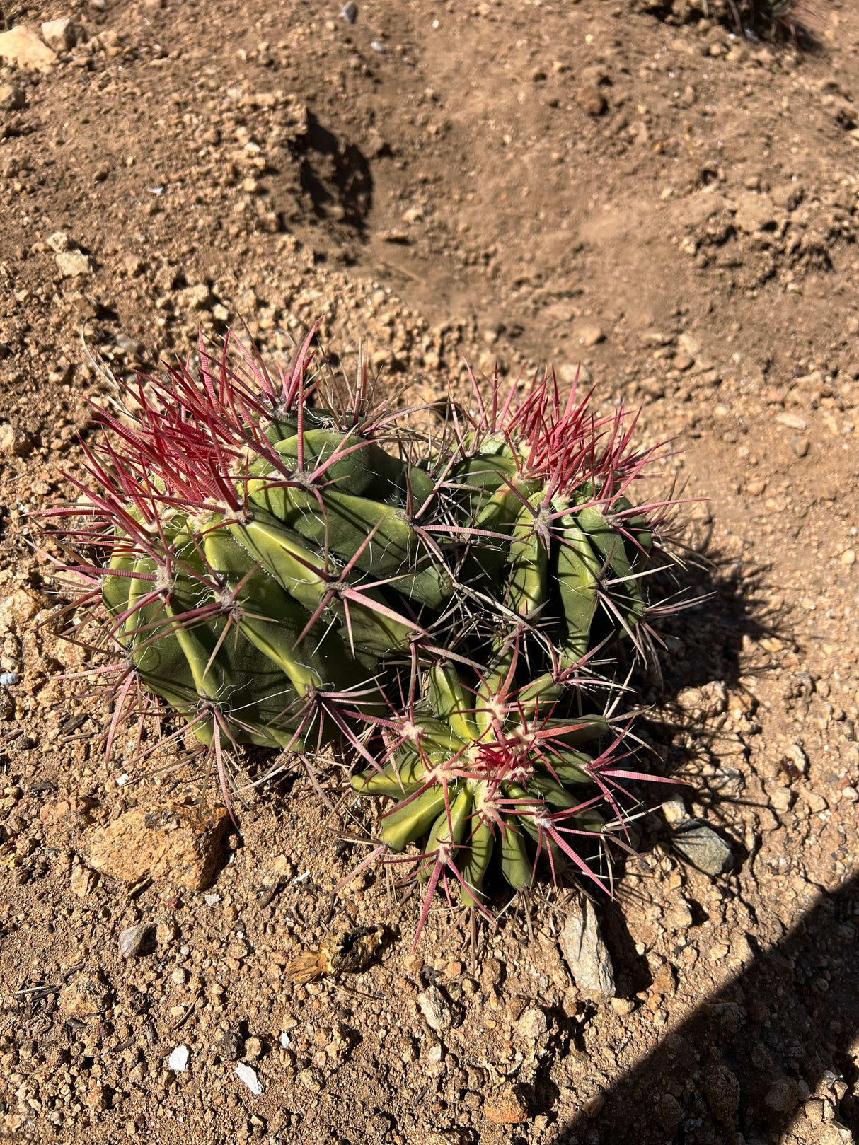 Mexican Lime Cactus 3-Barrel Cluster - Ferocactus pilosus