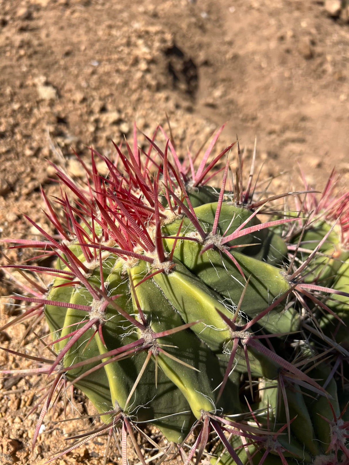 Mexican Lime Cactus 3-Barrel Cluster - Ferocactus pilosus
