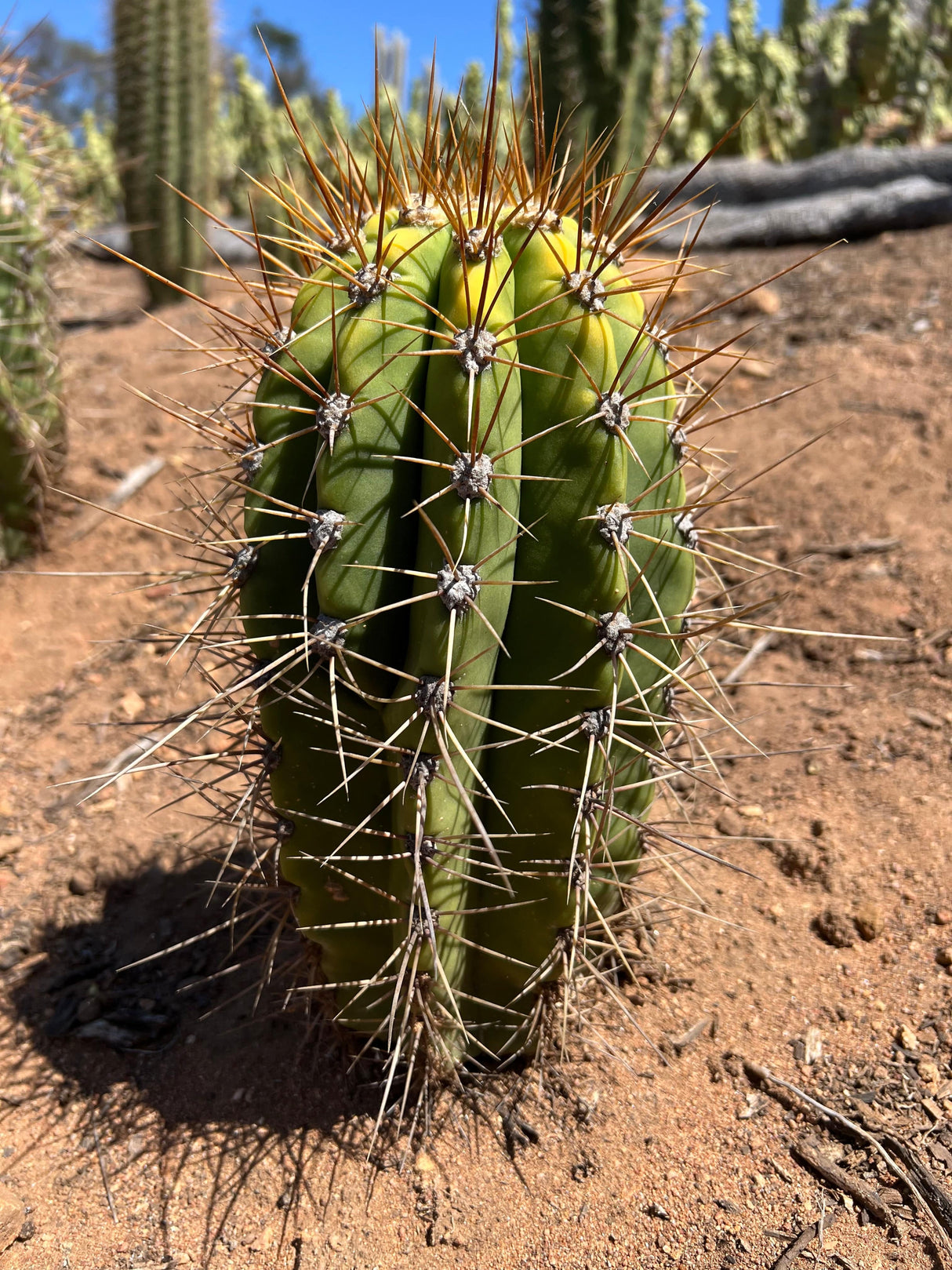 Variegated Argentine Saguaro - Echinopsis terscheckii or Trichocereus terscheckii