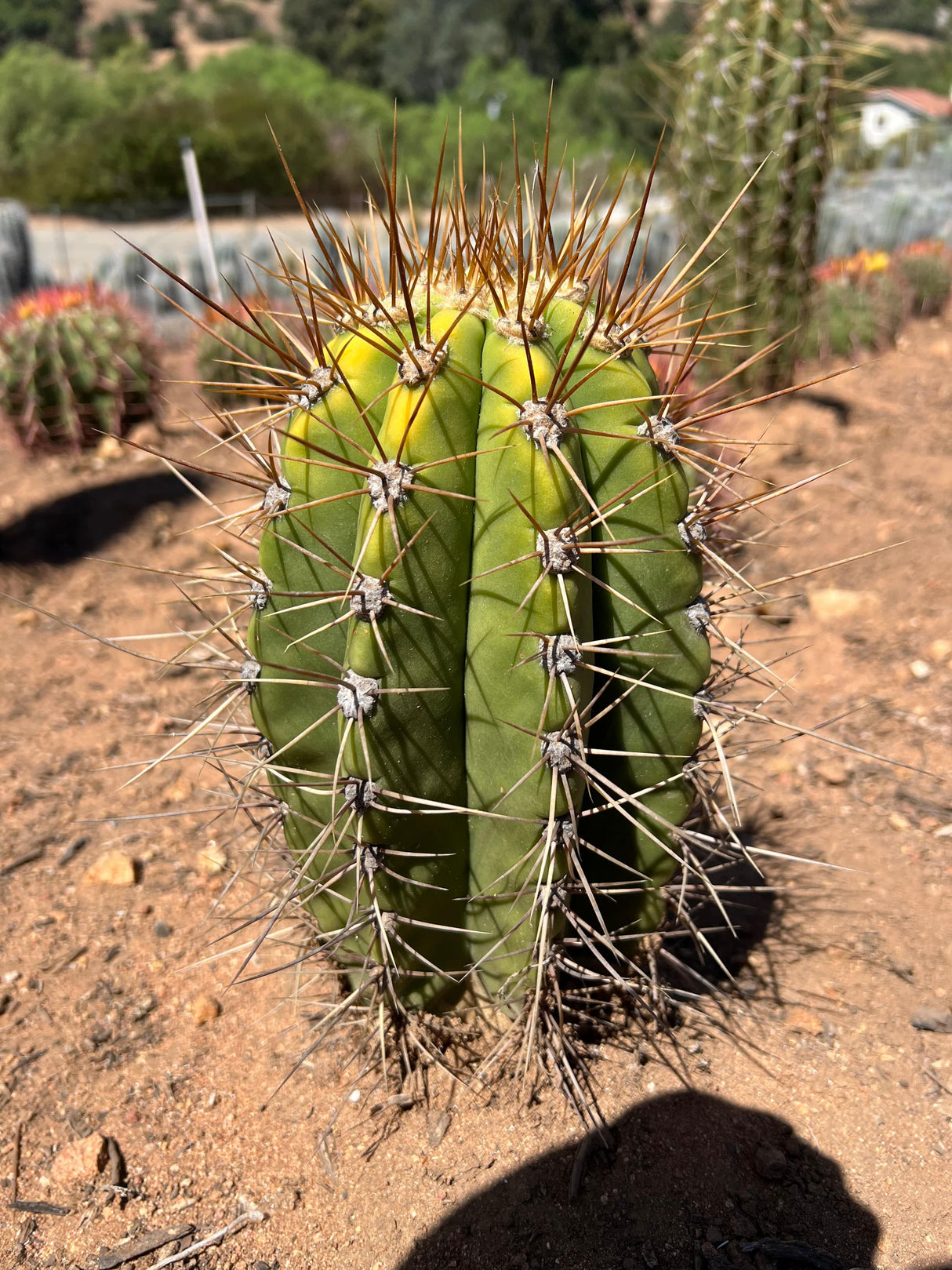 Variegated Argentine Saguaro - Echinopsis terscheckii or Trichocereus terscheckii