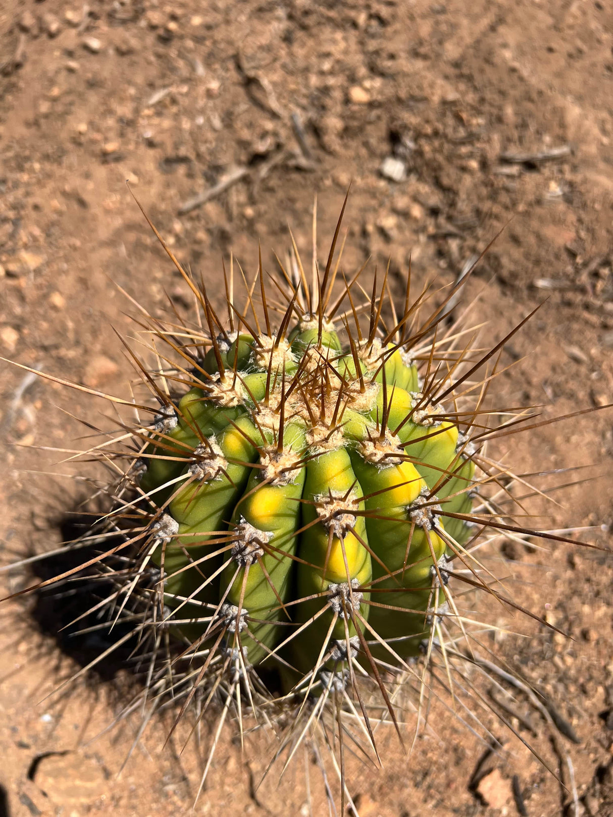Variegated Argentine Saguaro - Echinopsis terscheckii or Trichocereus terscheckii