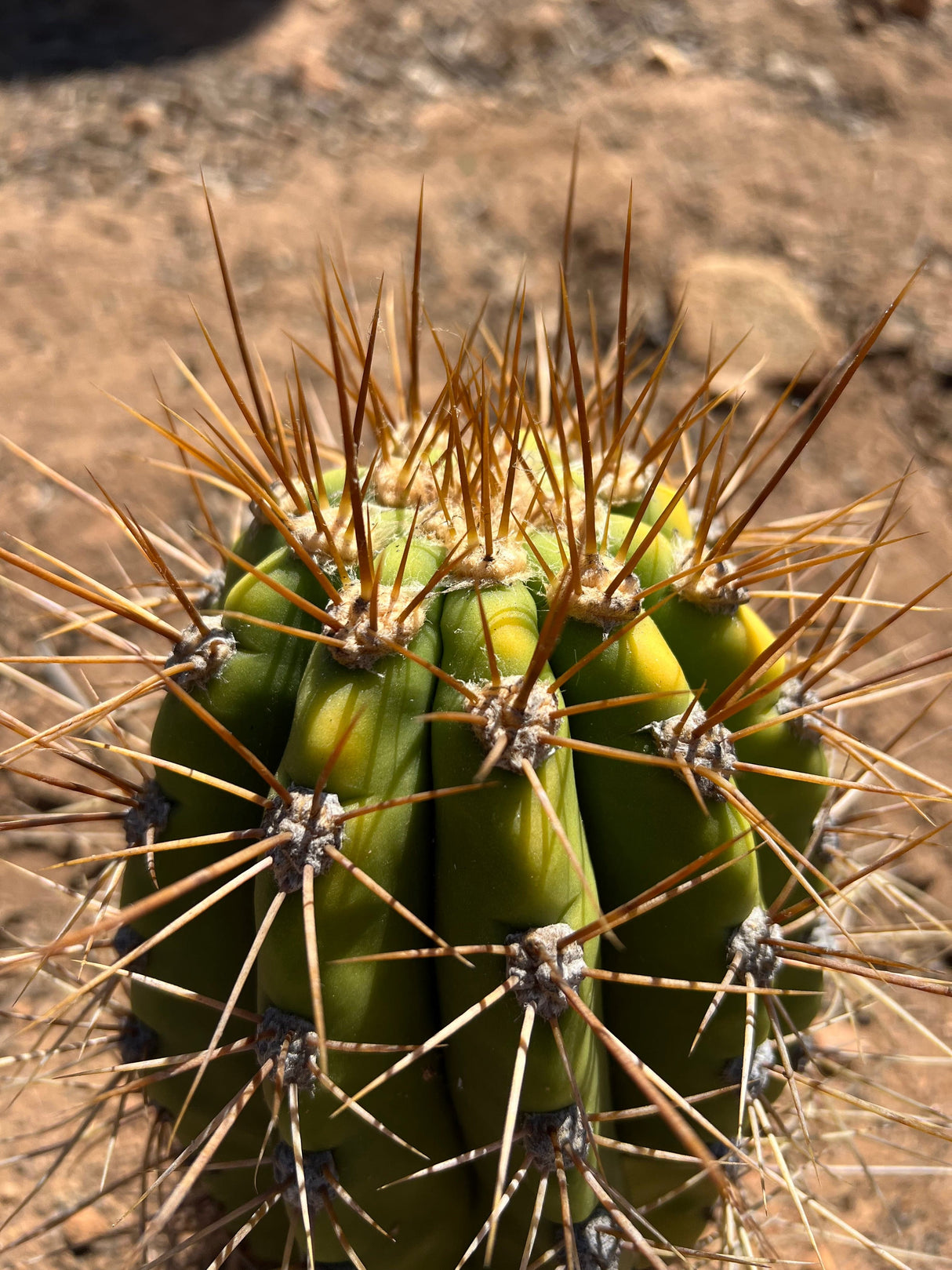 Variegated Argentine Saguaro - Echinopsis terscheckii or Trichocereus terscheckii