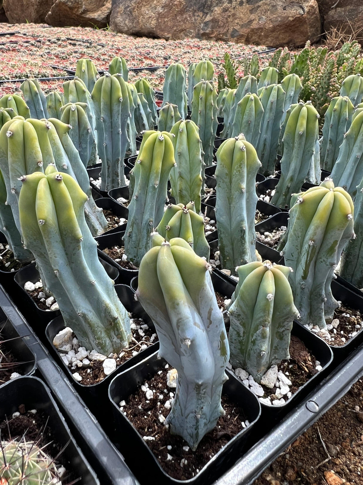 Blue Candle Cactus - Myrtillocactus Geometrizans