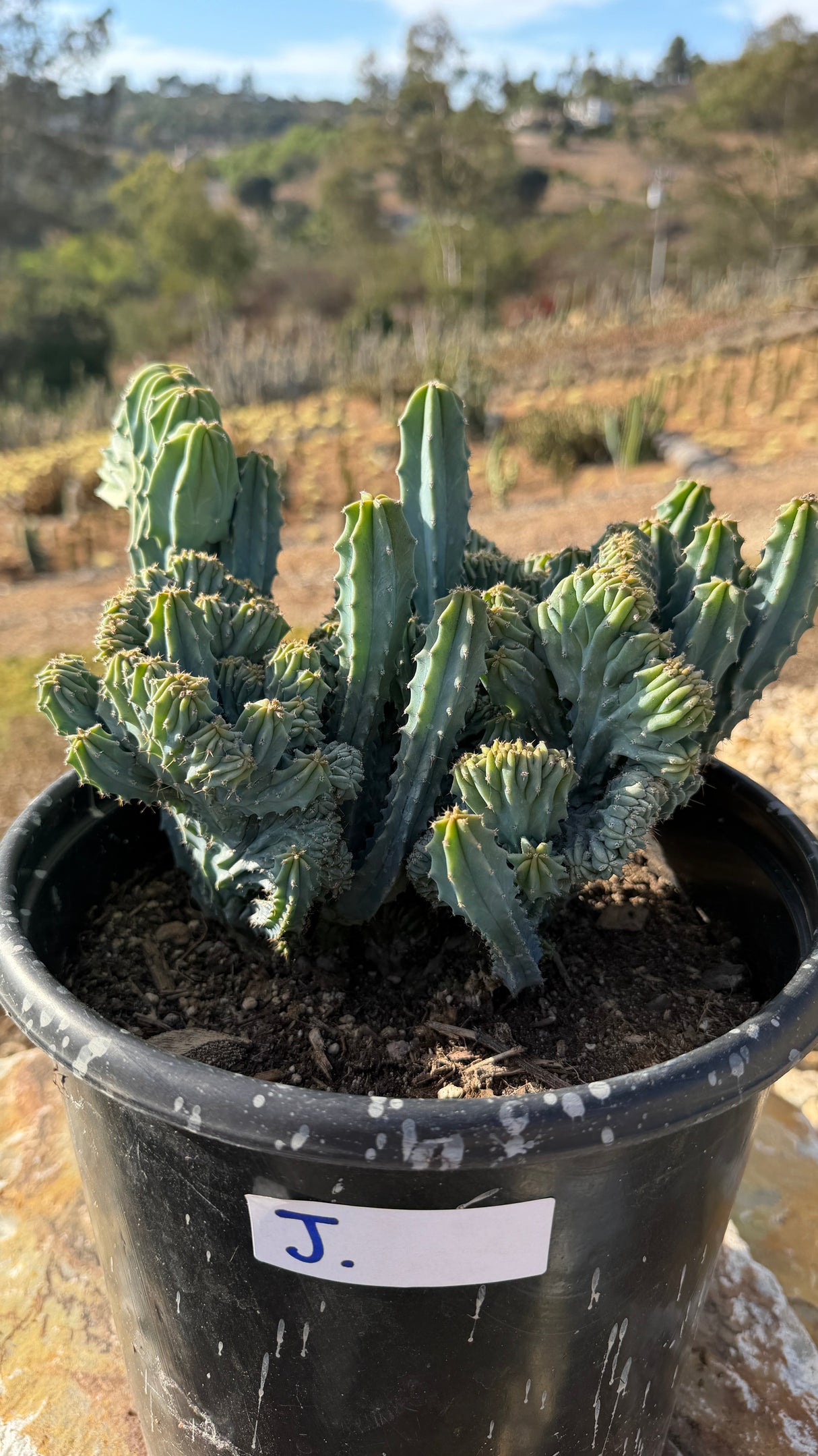 Crested Blue Candle colony filling a 5 gallon pot with stems and crest ridges