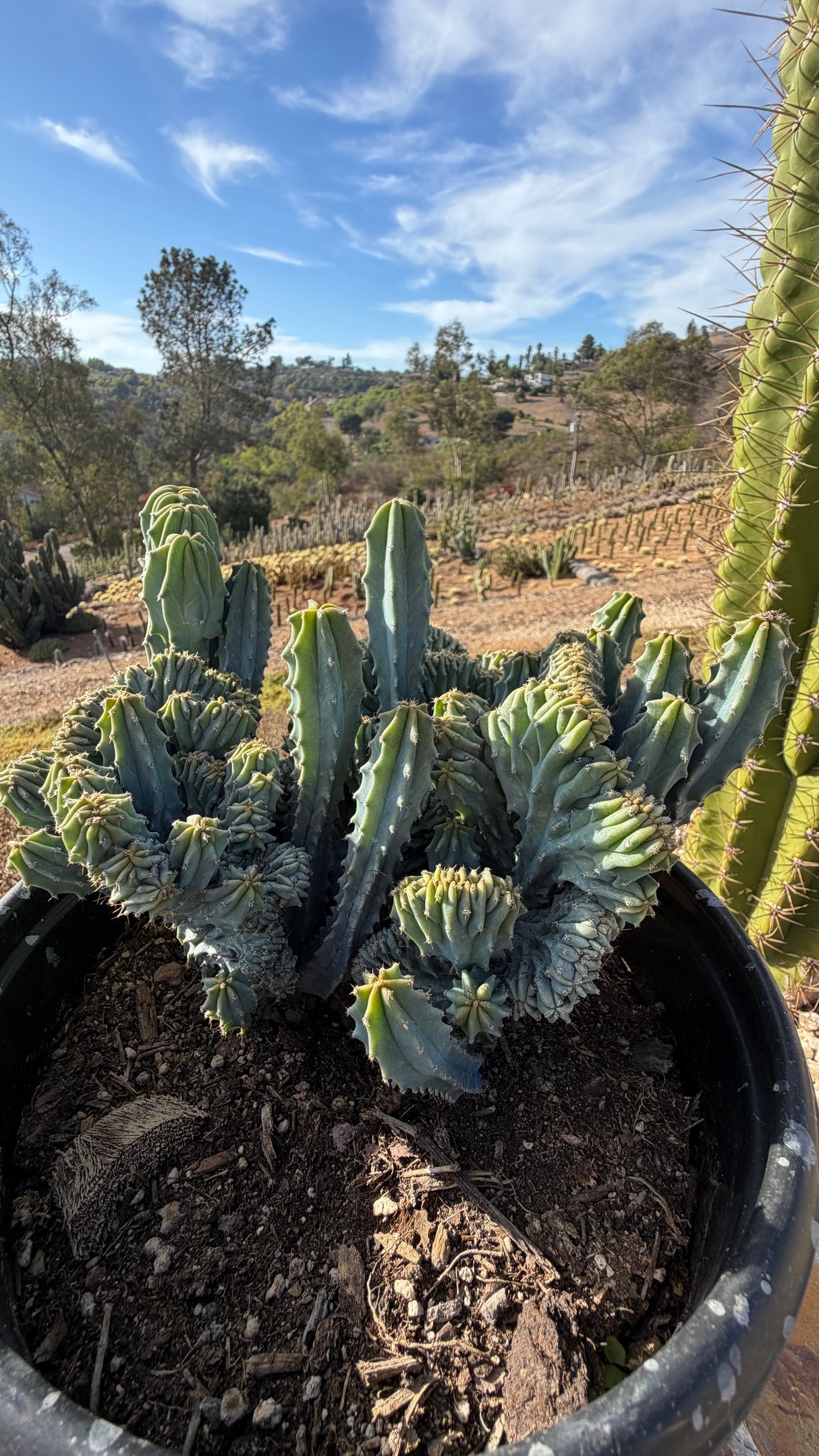 Angle view of the full crested colony