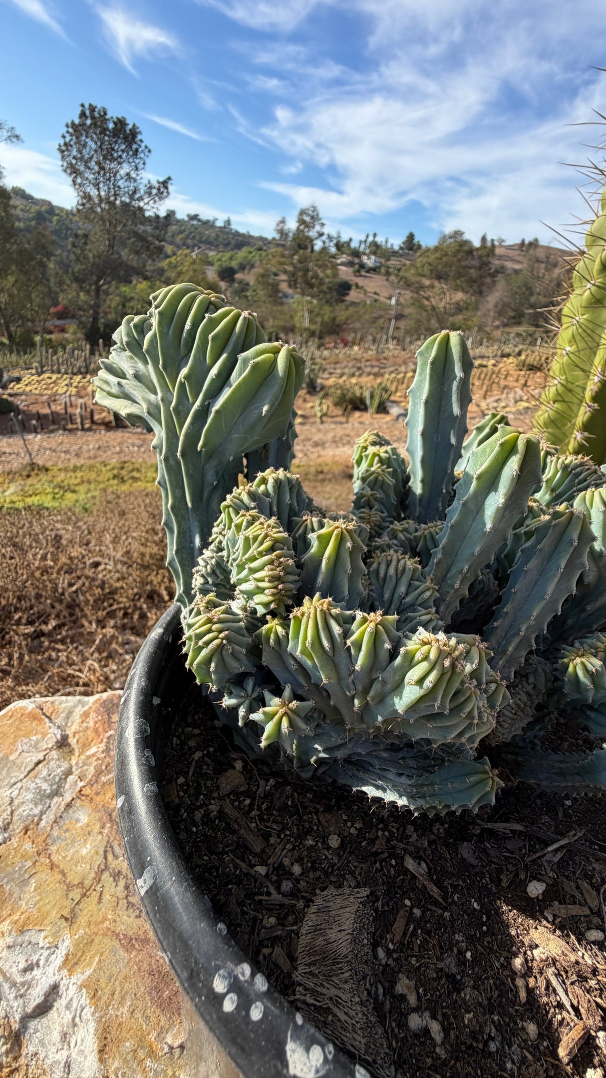Close view of serrated stems and crest ridges together