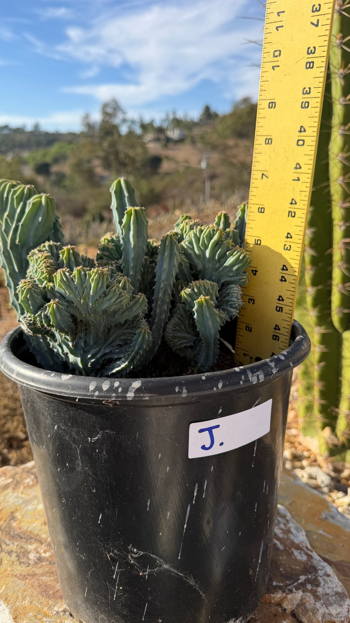 Colony crest measured at about 6 inches tall