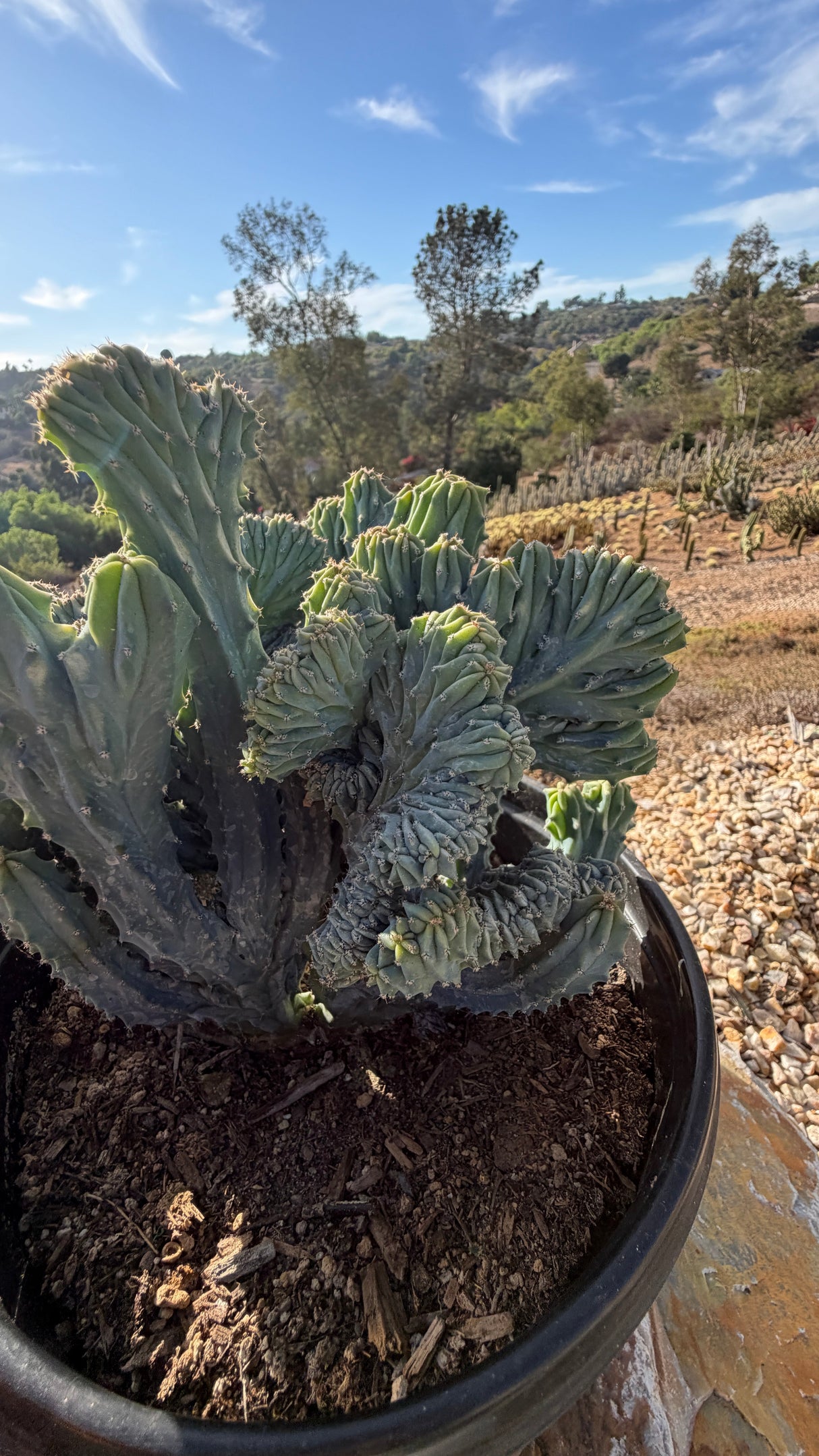 Side view showing the crest reaching past the pot
