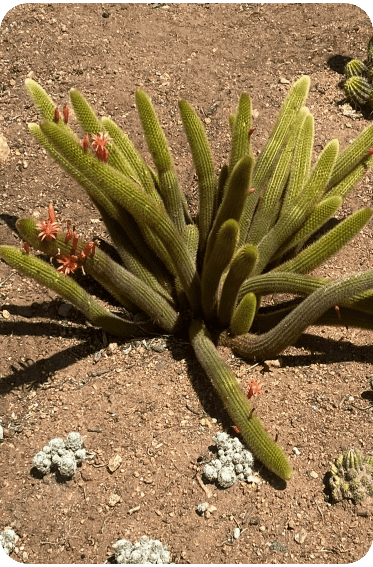 Golden Rat Tail - Cleistocactus Brookeae