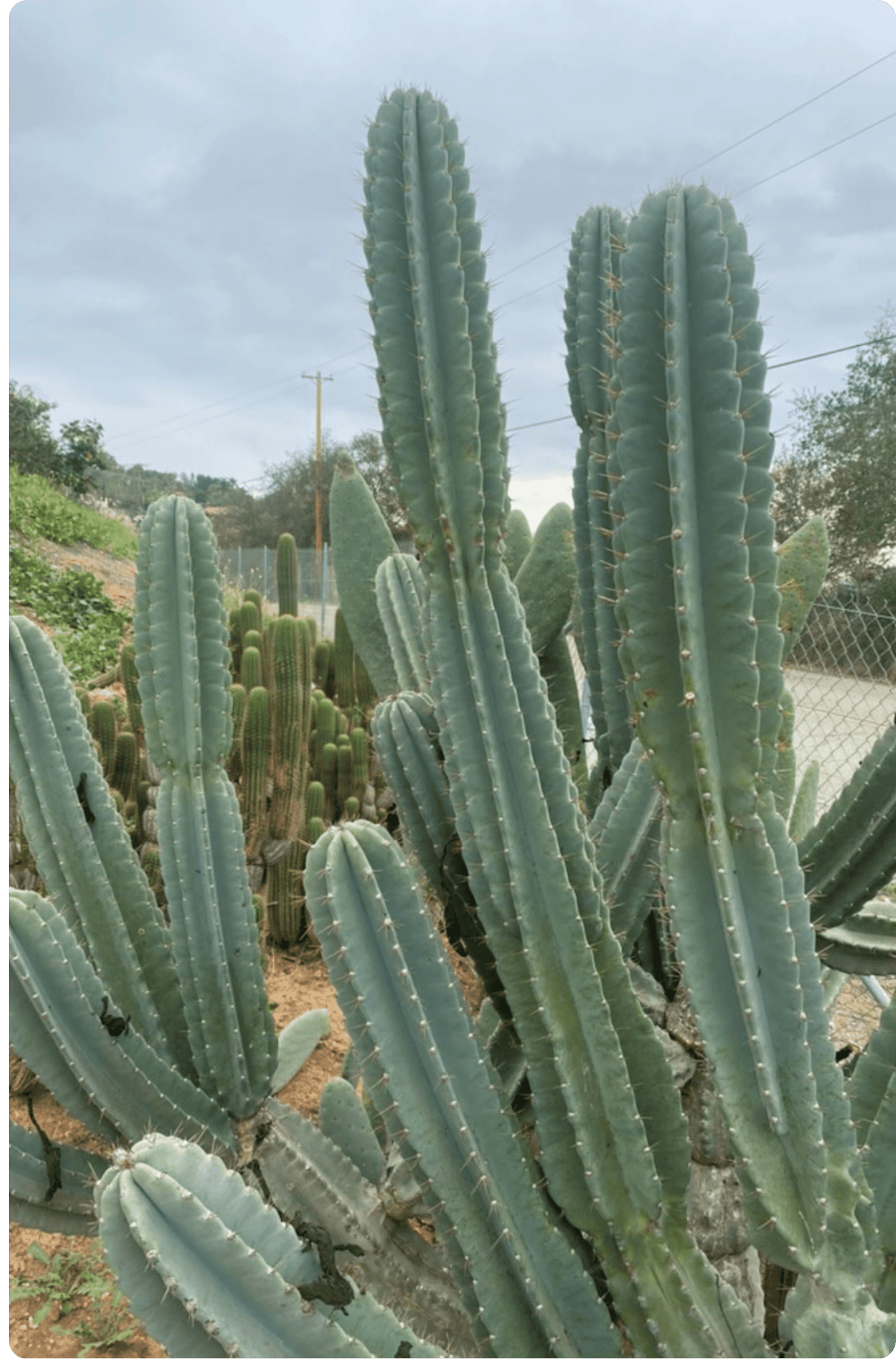 Peruvian Apple Cactus - Cereus Peruvianus