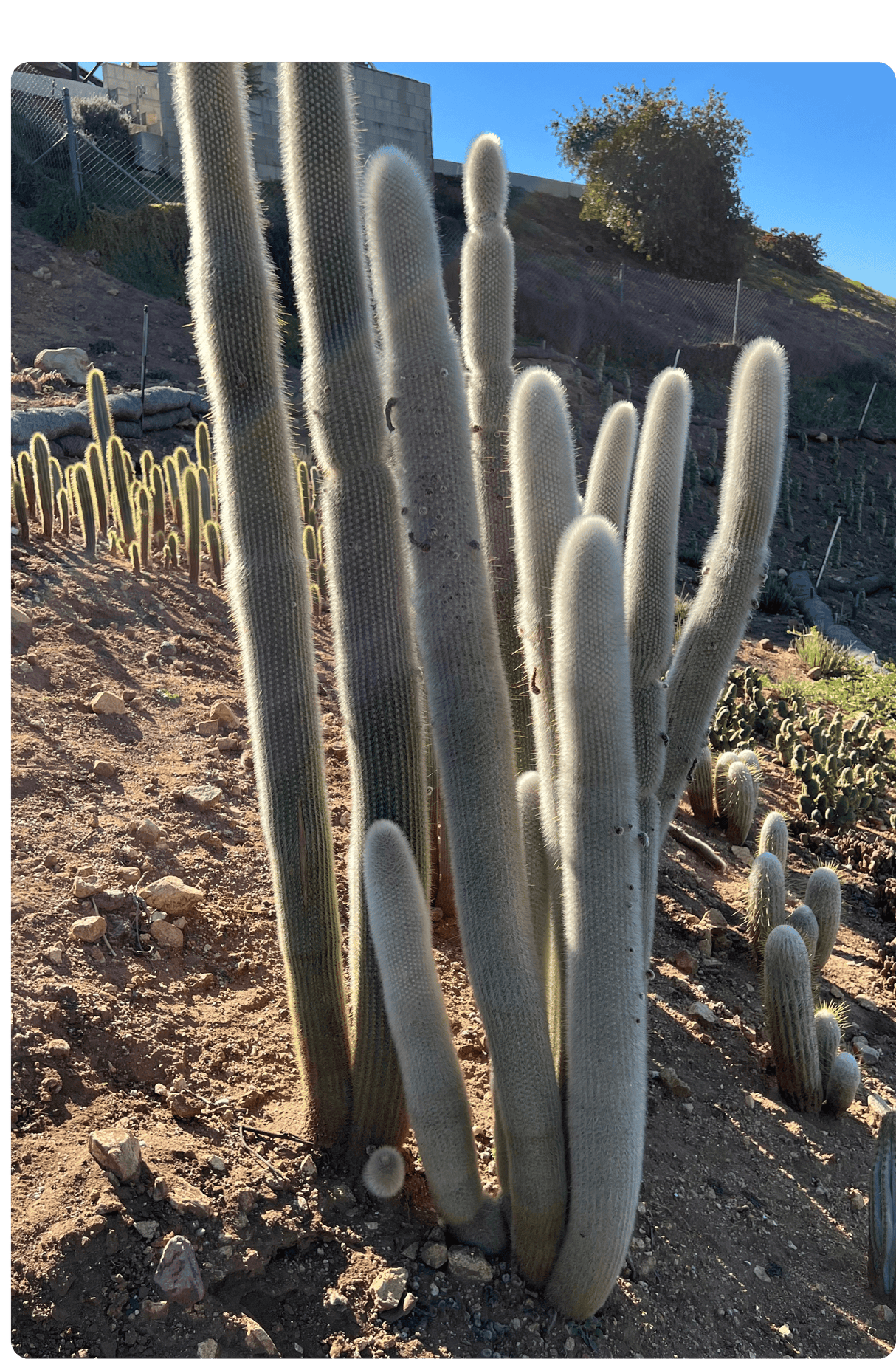 Silver Torch Cactus - Cleistocactus Strausii