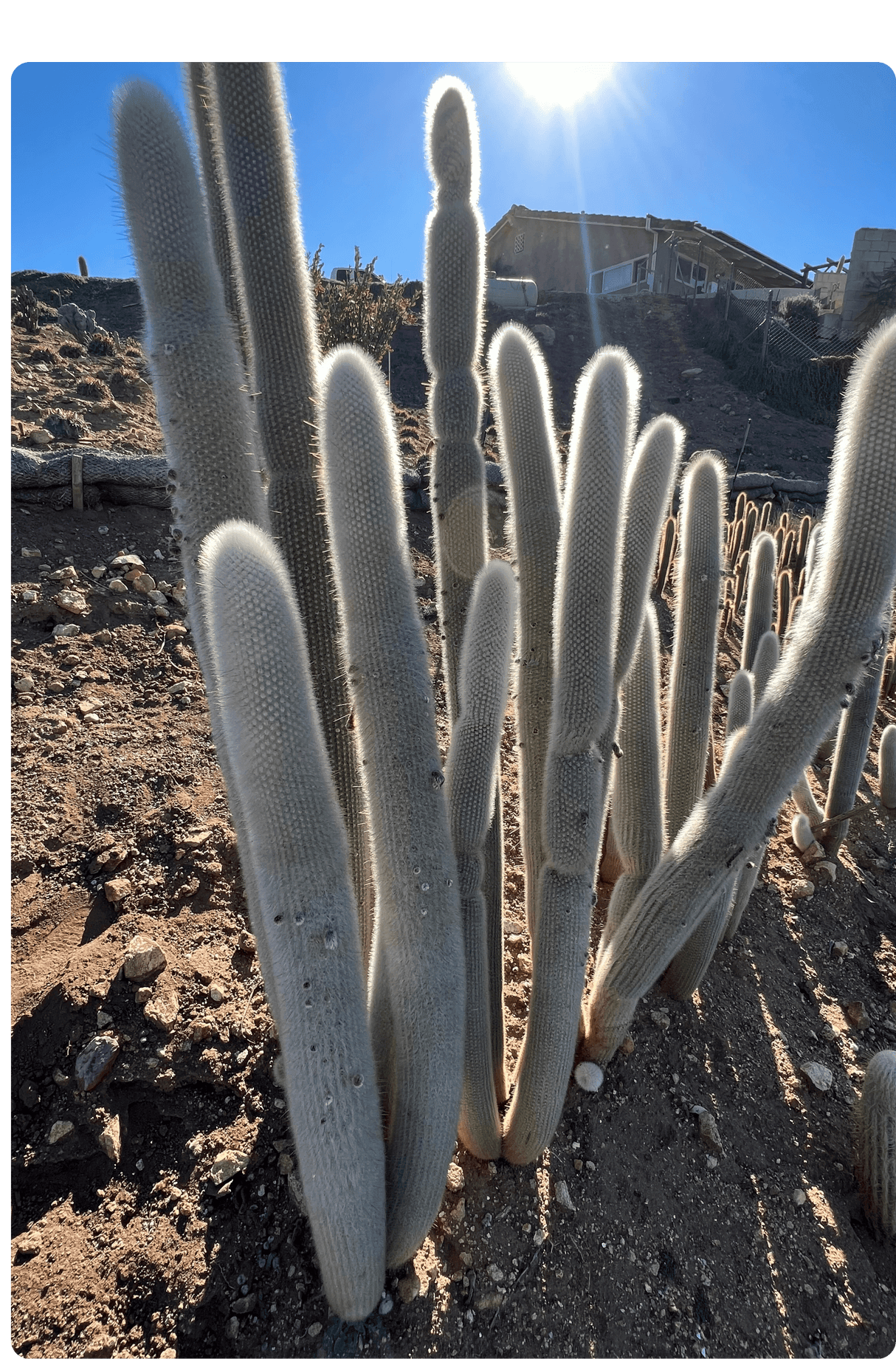 Silver Torch Cactus - Cleistocactus Strausii