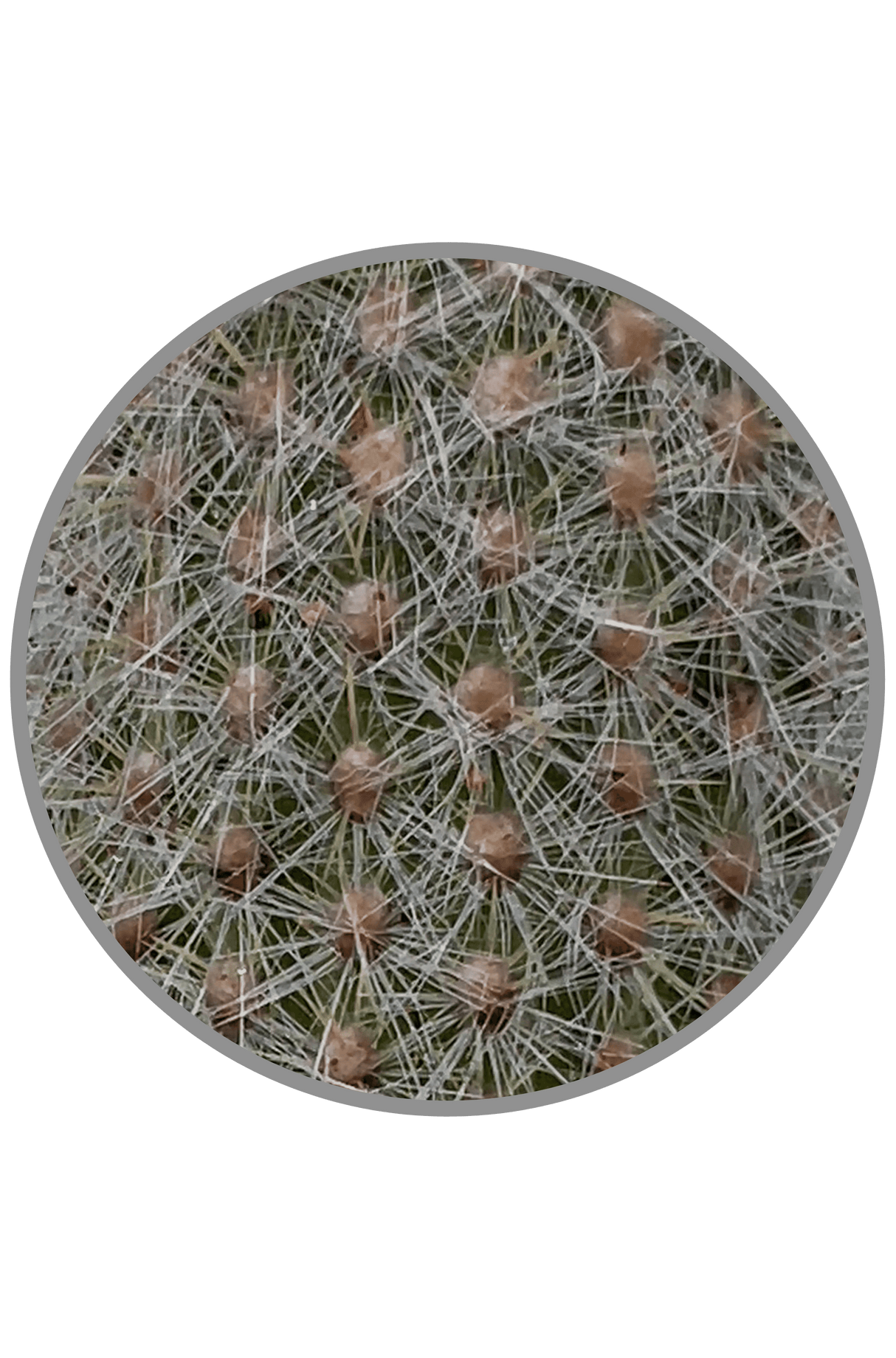 Silver Torch Cactus - Cleistocactus Strausii