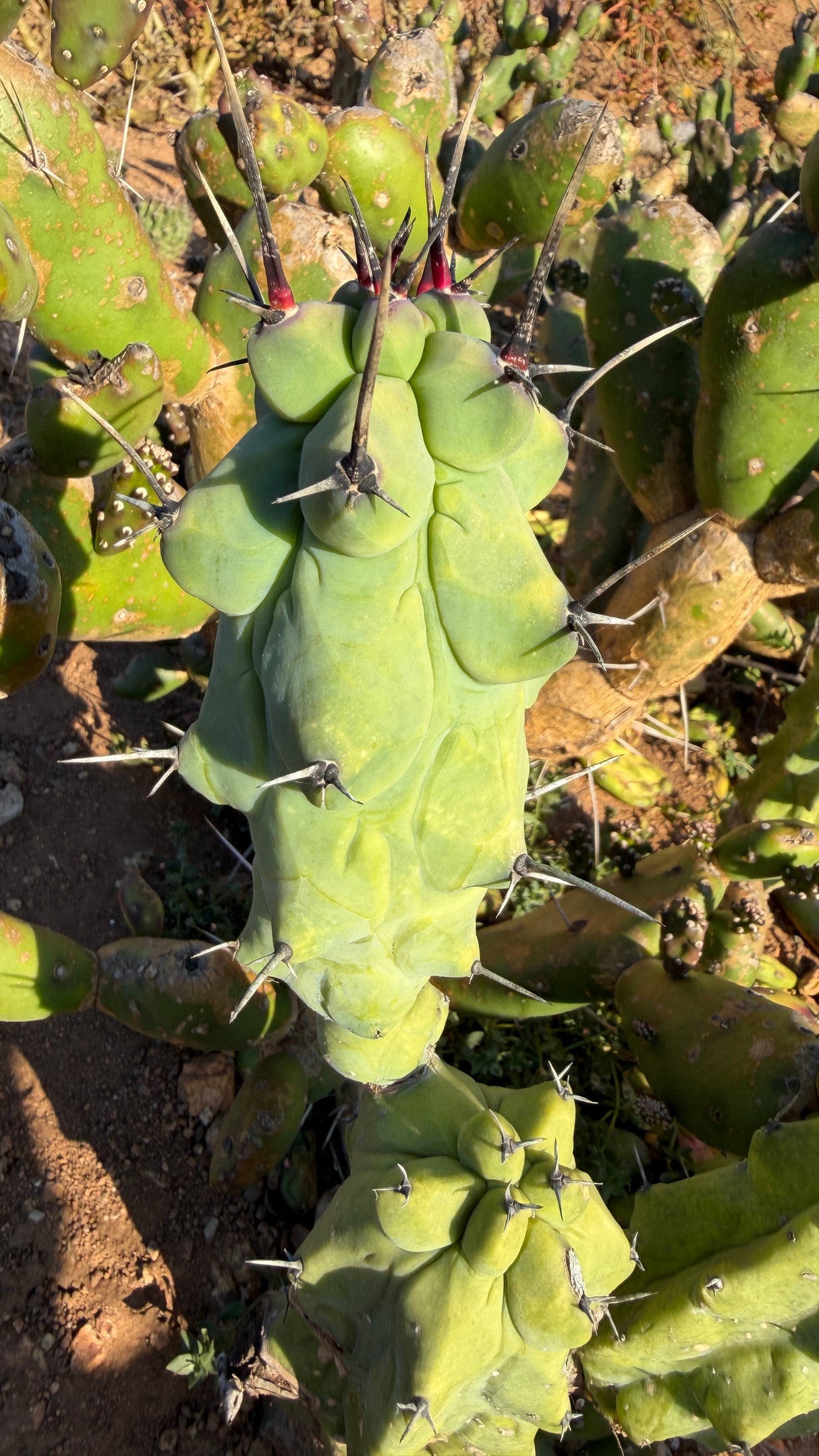 Boobie Cactus Myrtillocactus geometrizans monstrose cutting with rounded lobes and dark spines