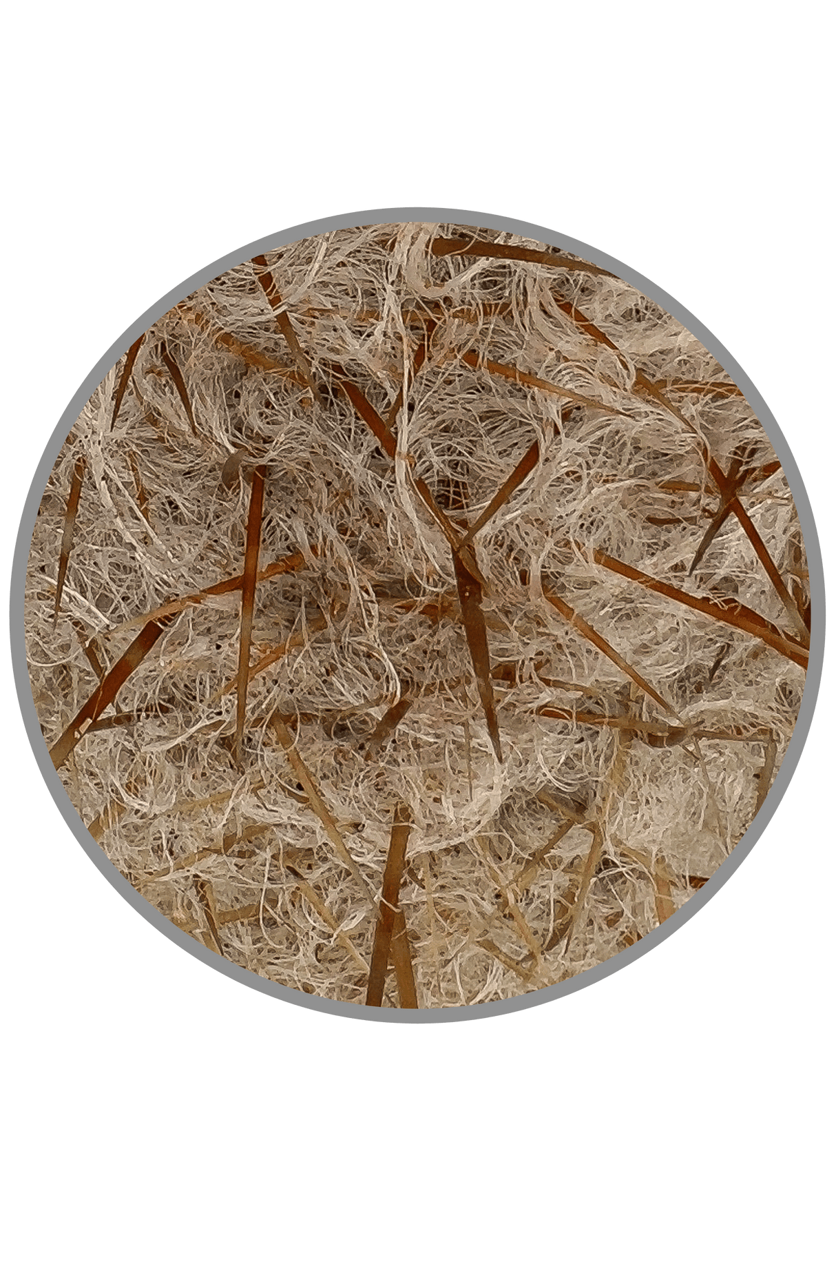 Old Man of the Mountain Cactus - Oreocereus Trollii