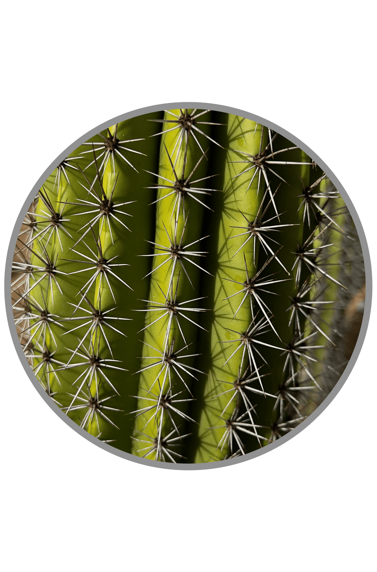 Organ Pipe Cactus - Stenocereus Thurberi