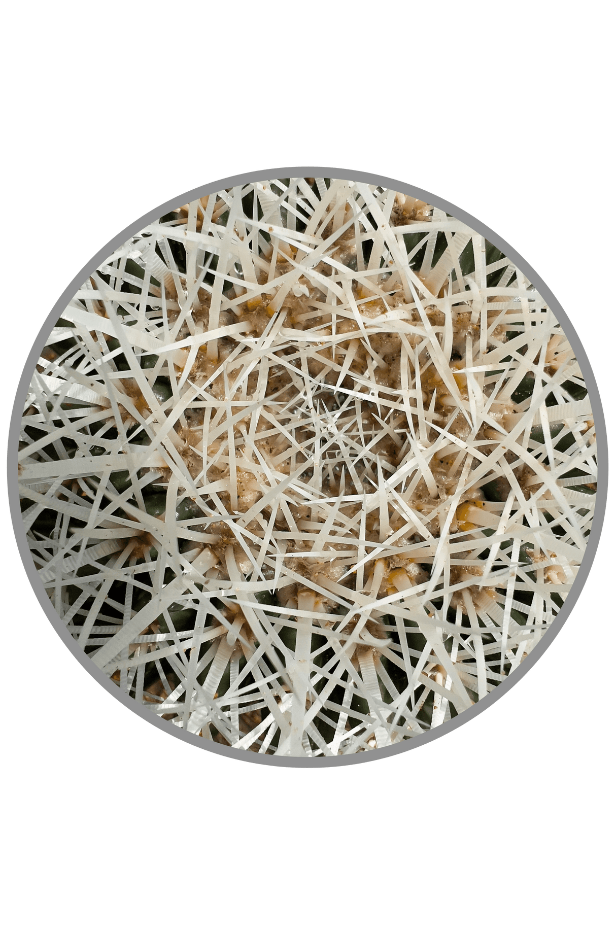 White Spine Barrel Cactus - Echinocactus Grusonii Albispinus