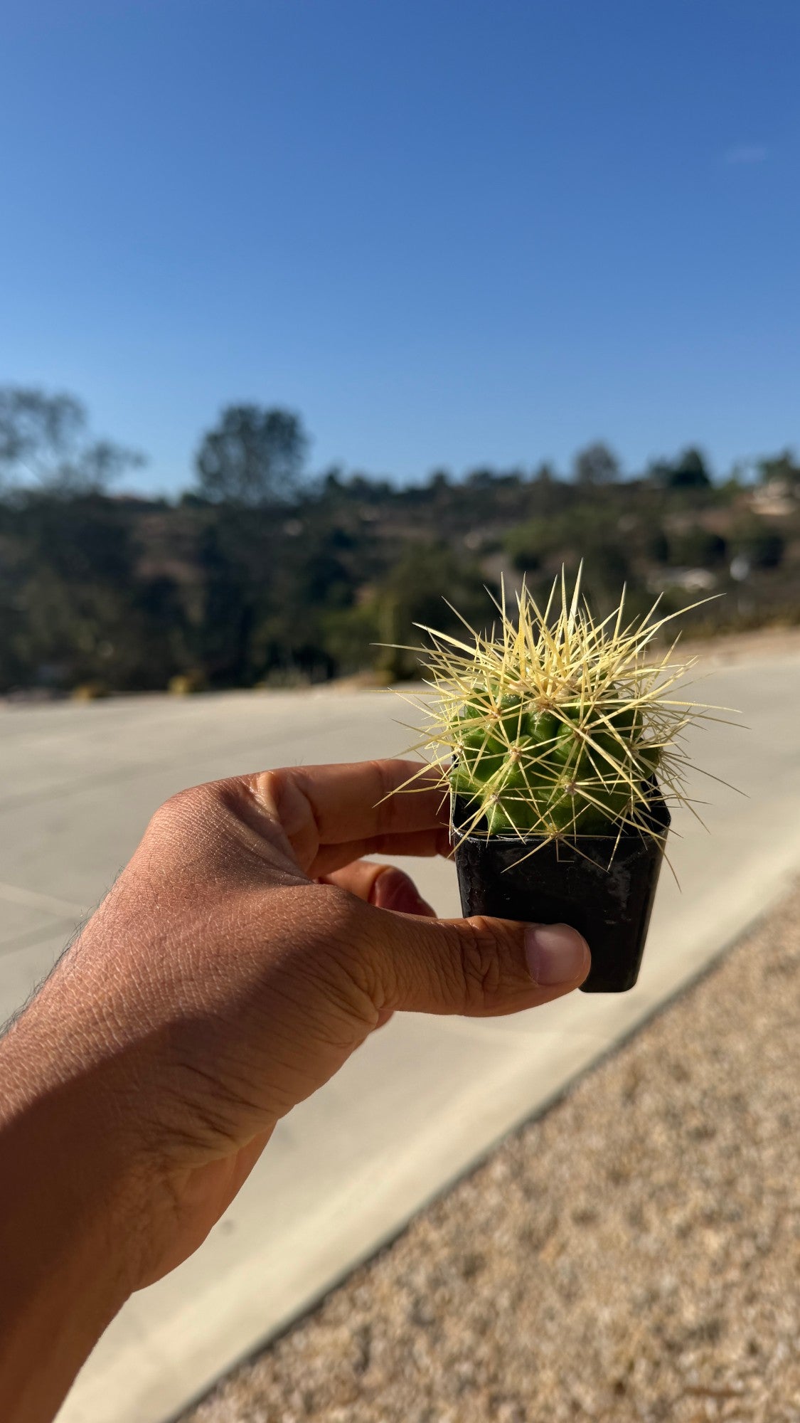 2-inch Golden Barrel cactus in hand, actual size