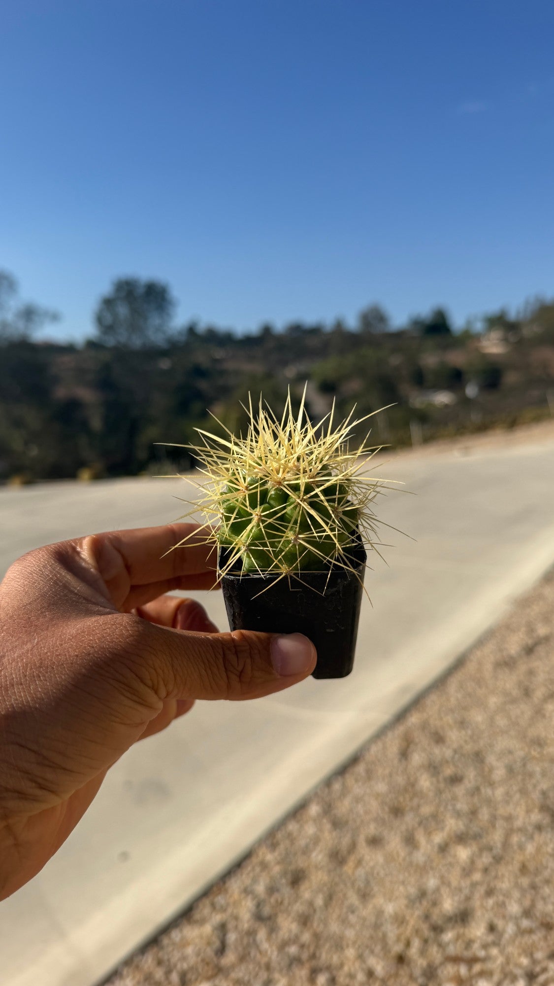 2-inch Golden Barrel cactus held in hand at the Fallbrook nursery