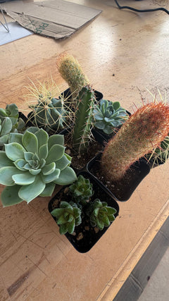 A month of Collector Box plants: Echeveria, Golden Barrel, Lady Finger cactus, Haworthia and more